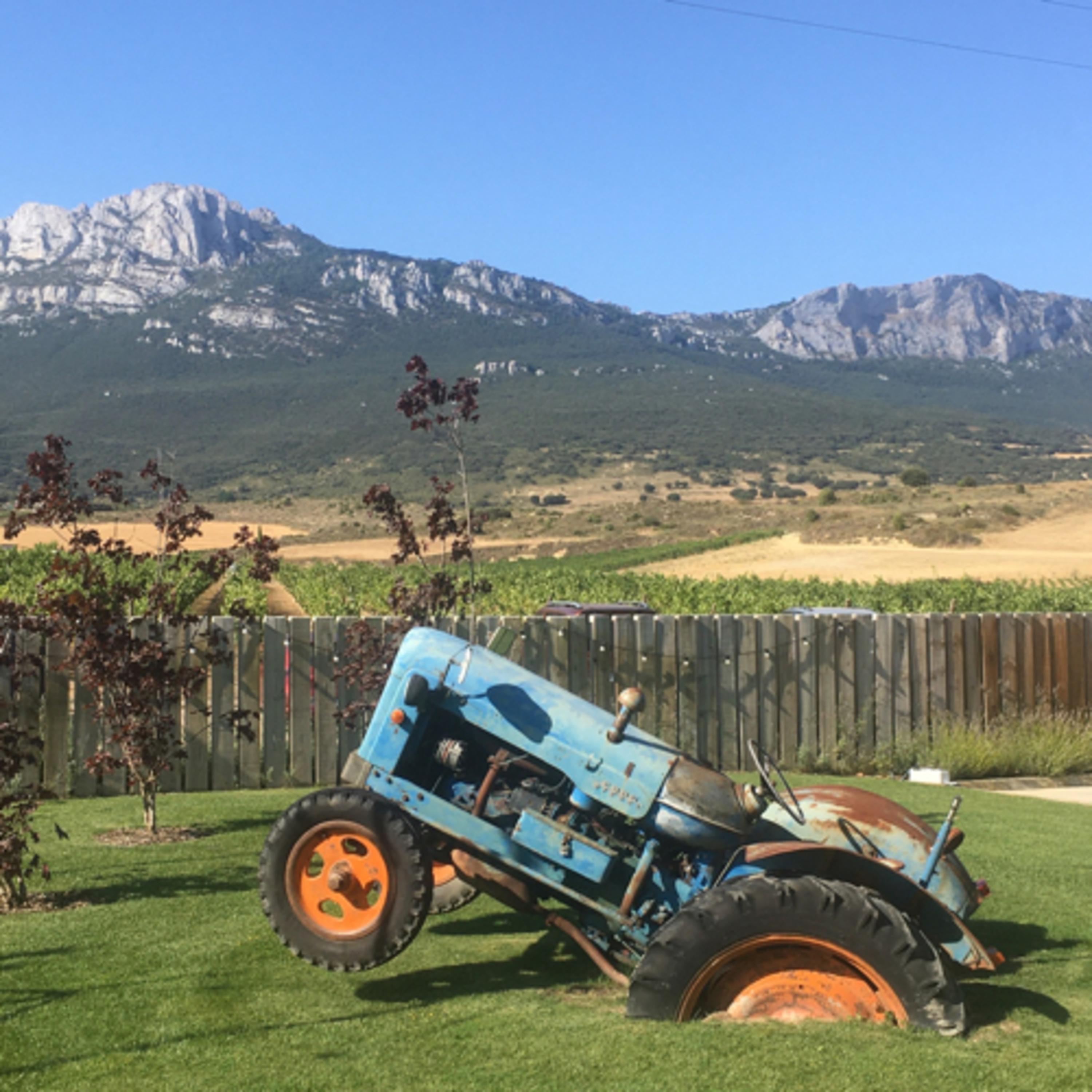 La alegría de la huerta