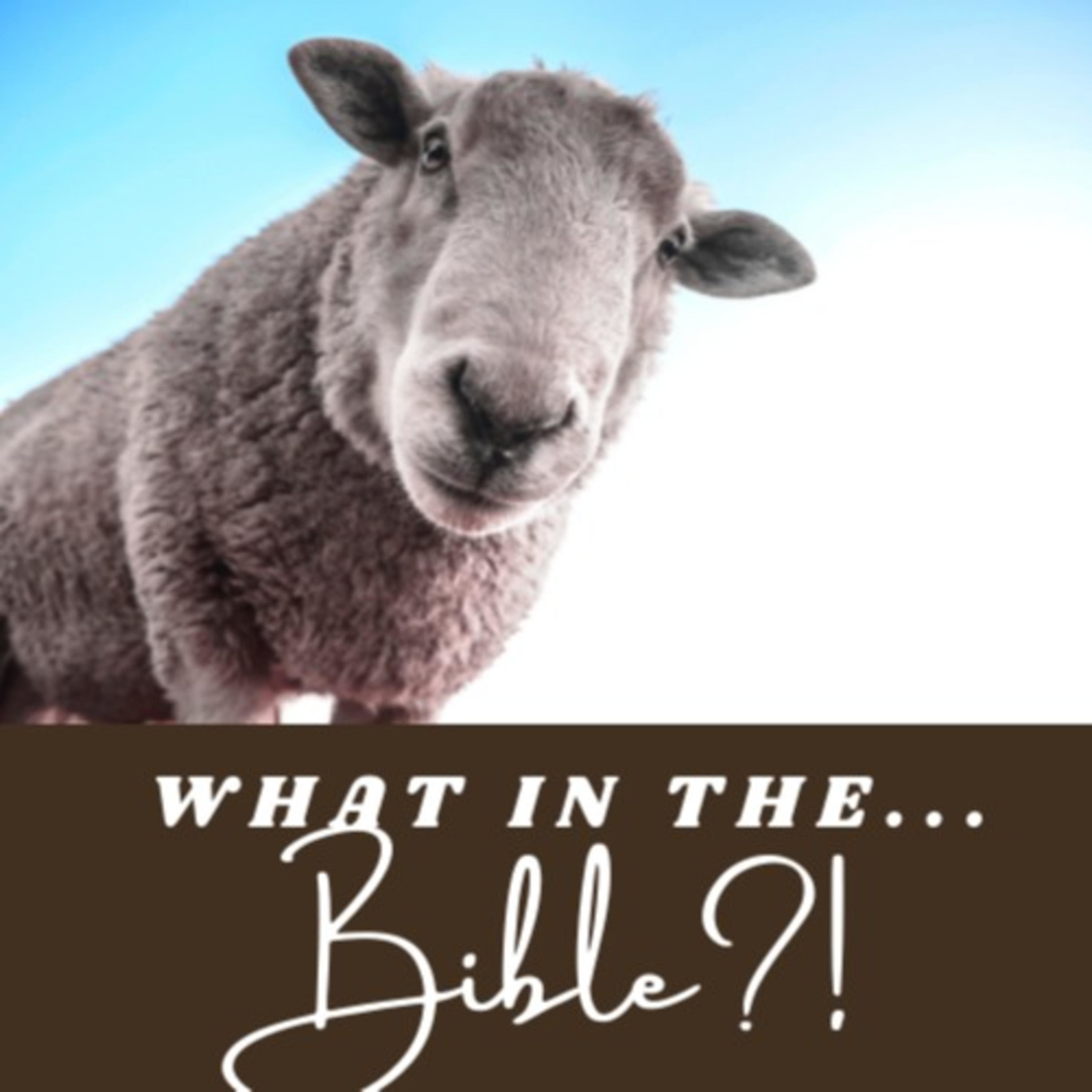 What in the...Bible?! podcast artwork
