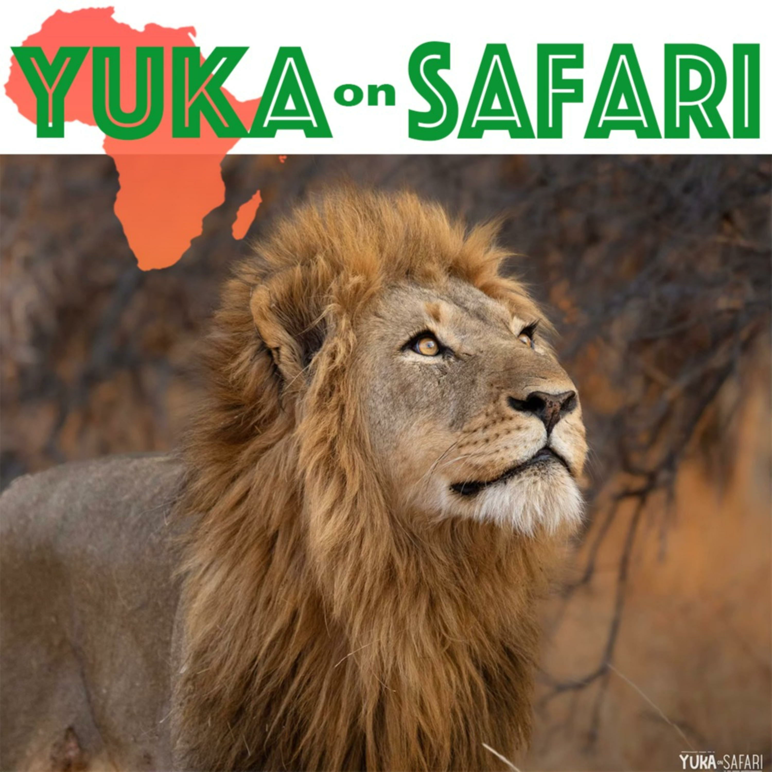 YUKA on SAFARI