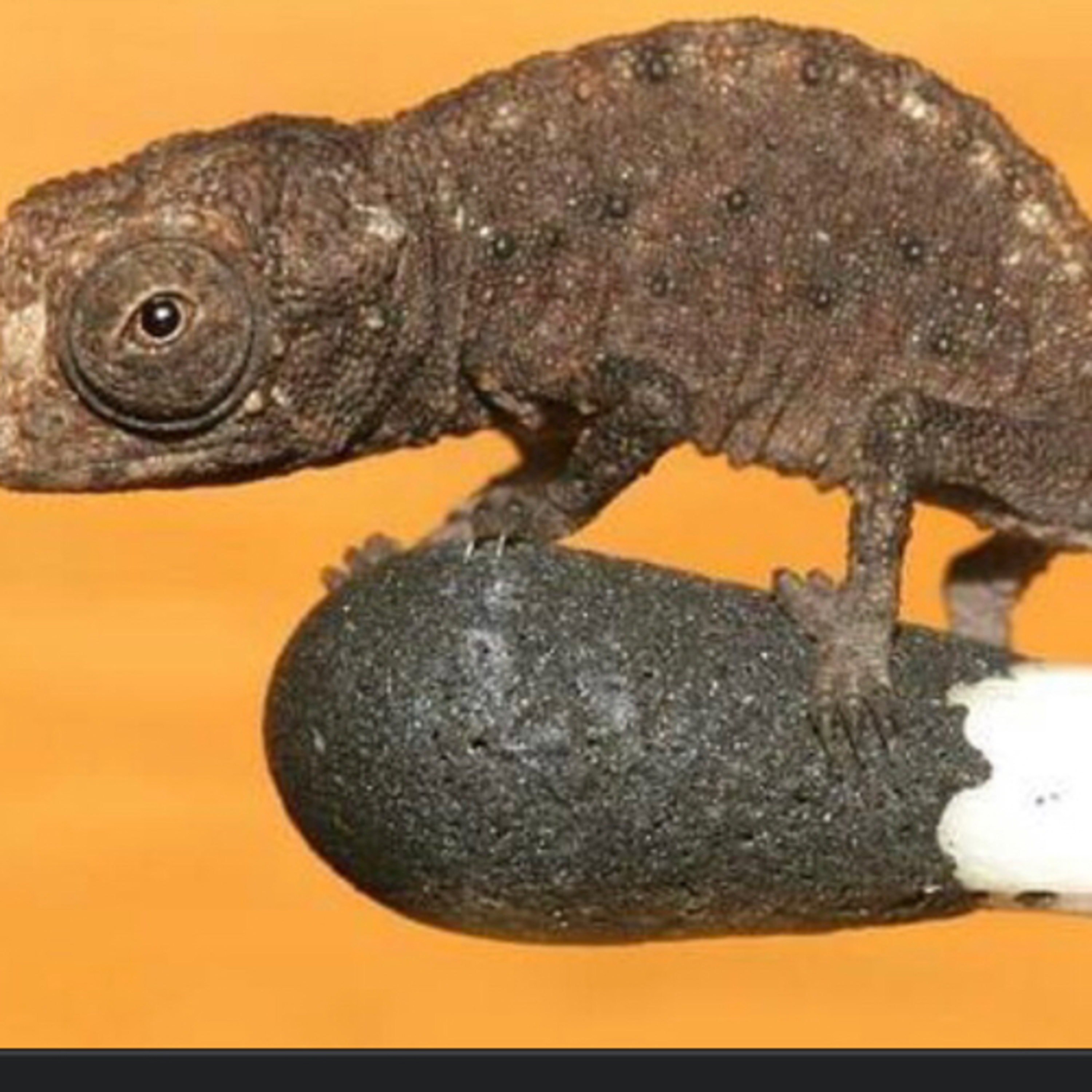 Hallazgo del reptil más pequeño del mundo
