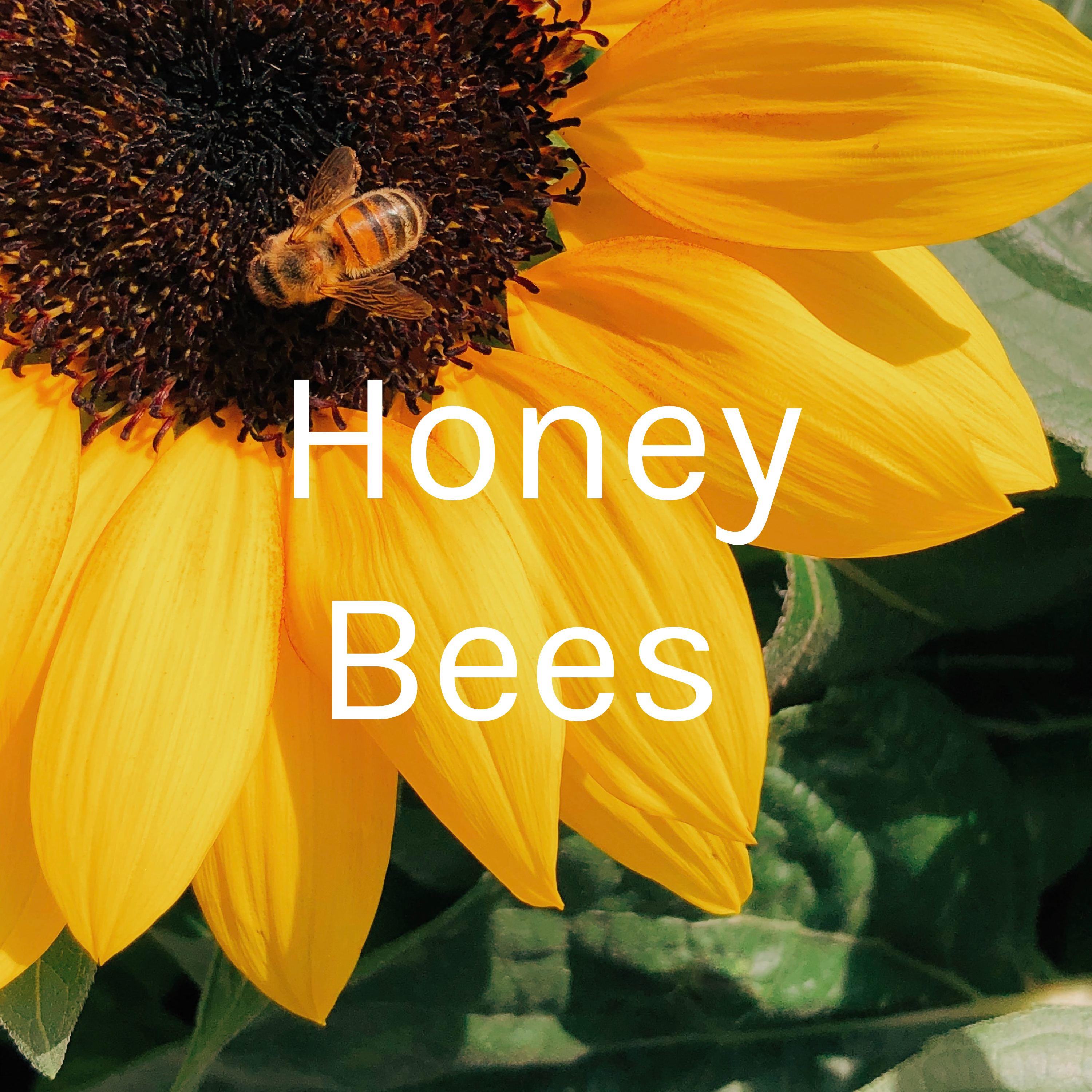 Honey Bees 