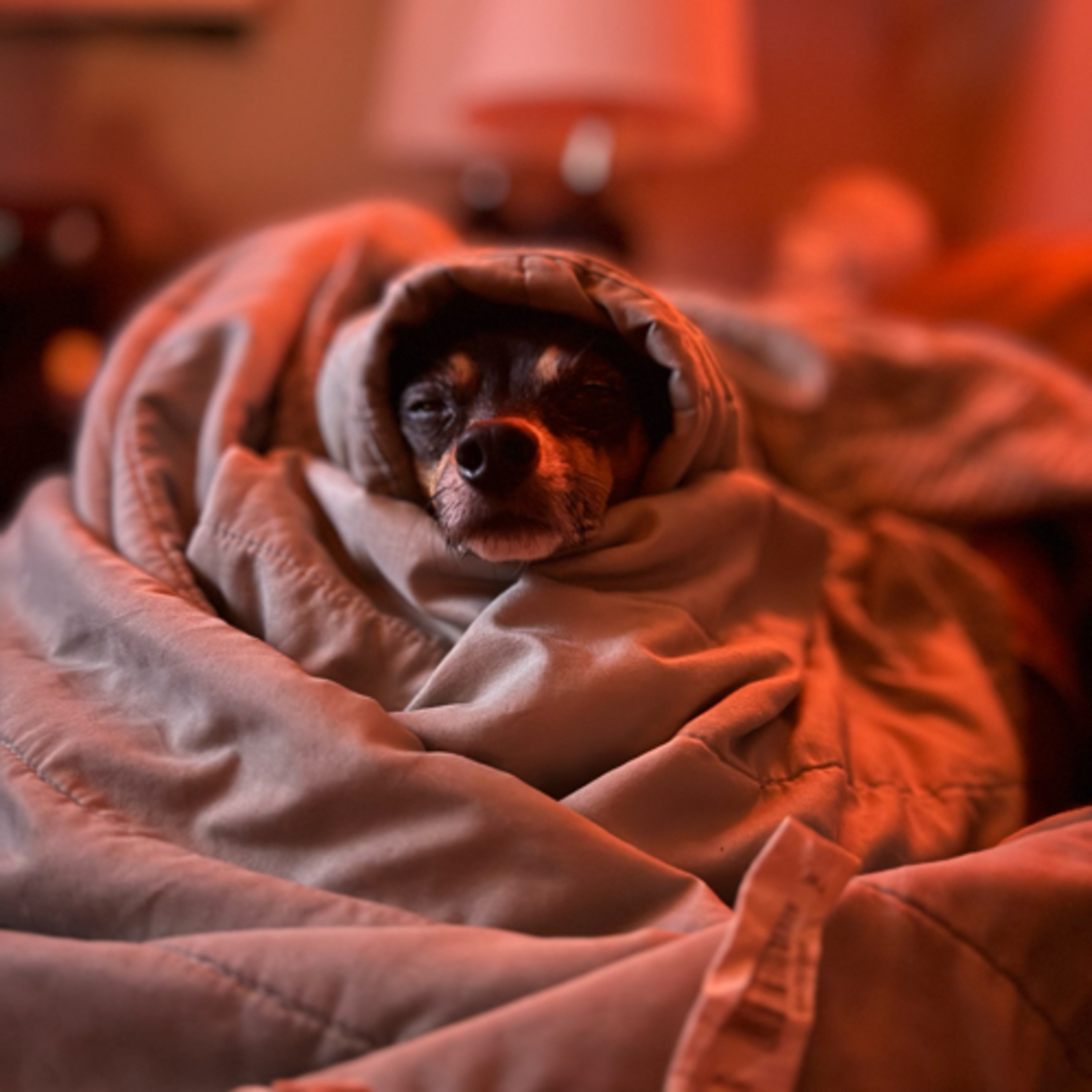 Pot, Pints and Politics