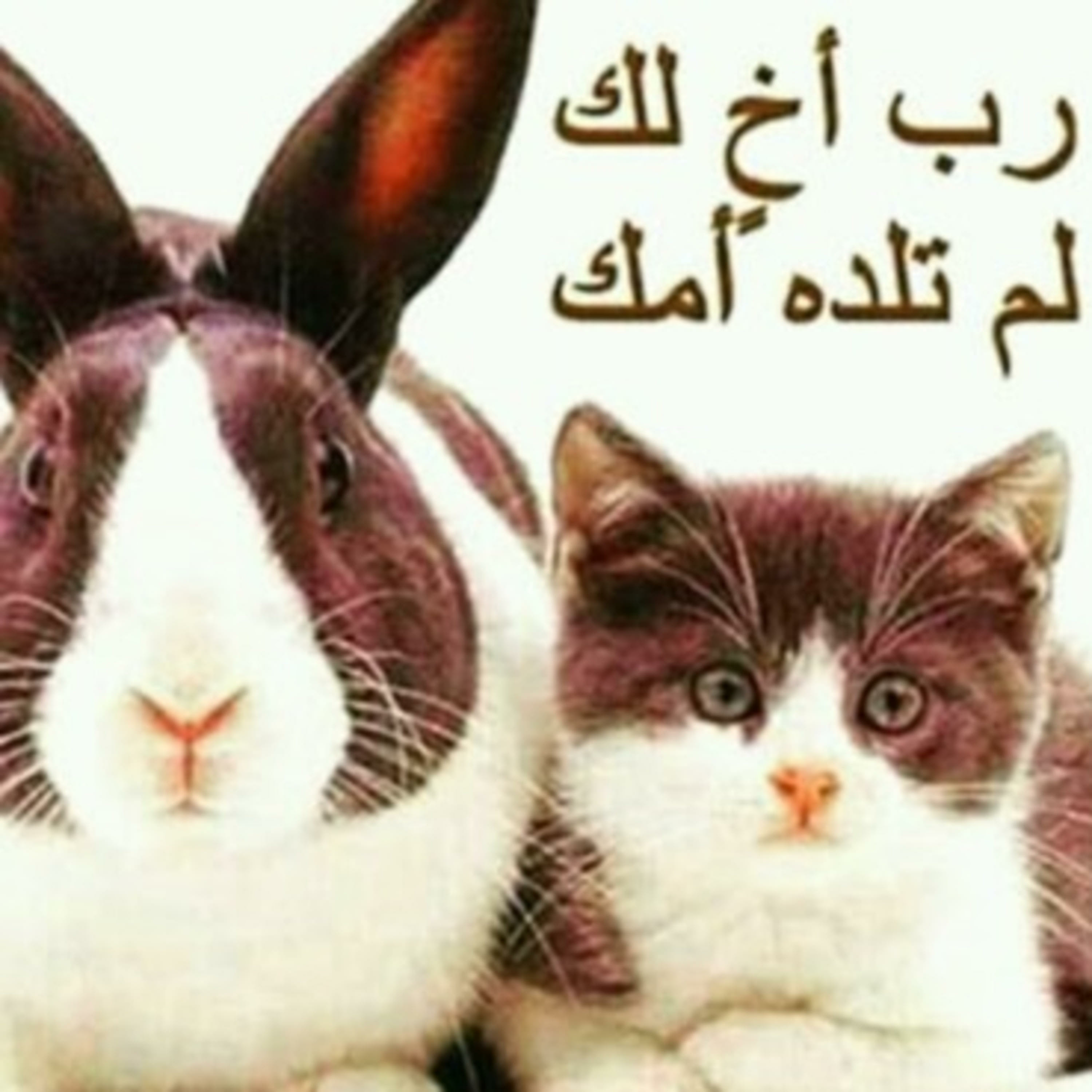 واحة الحياة واحة الحياة