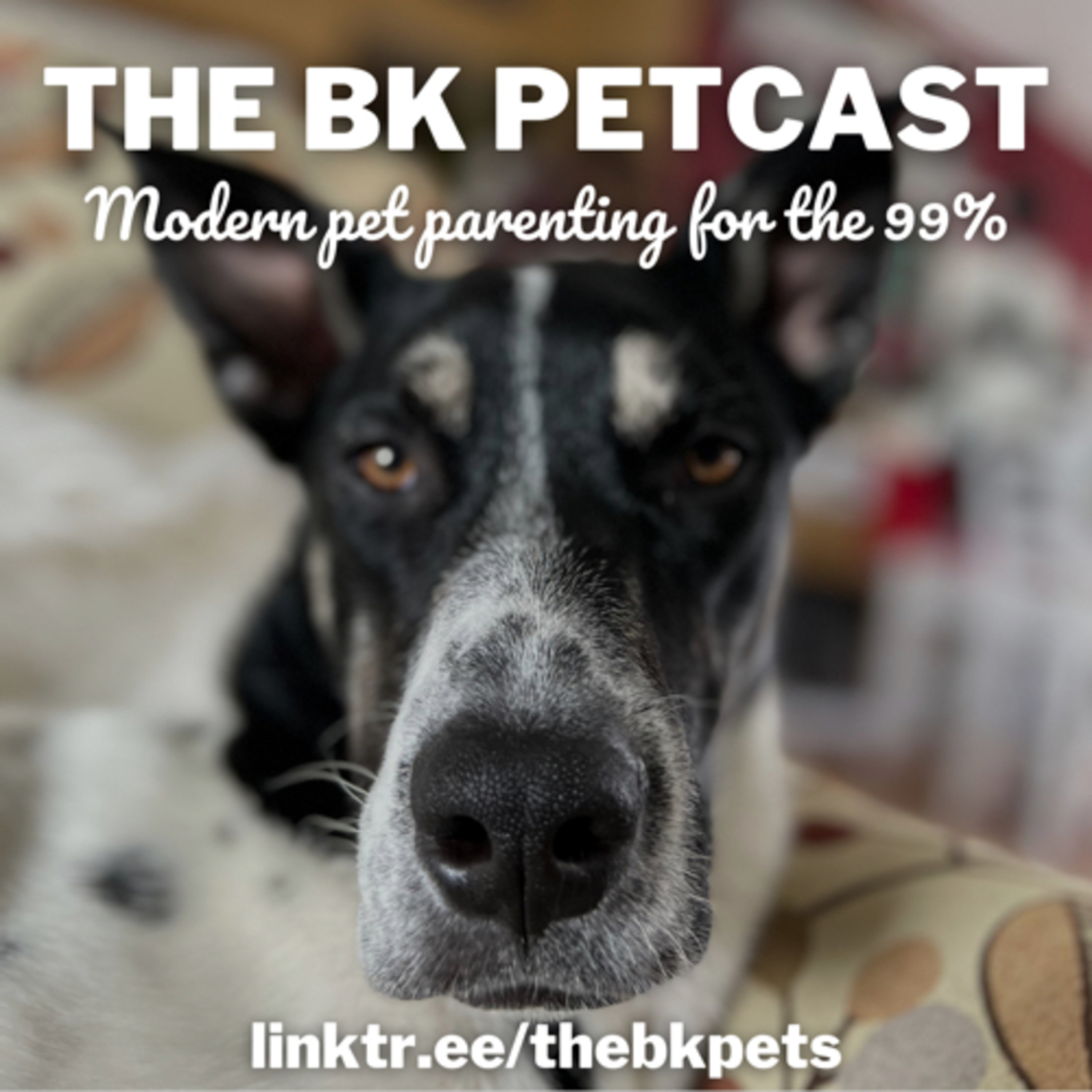 The BK Pets - Dog and Cat Tips