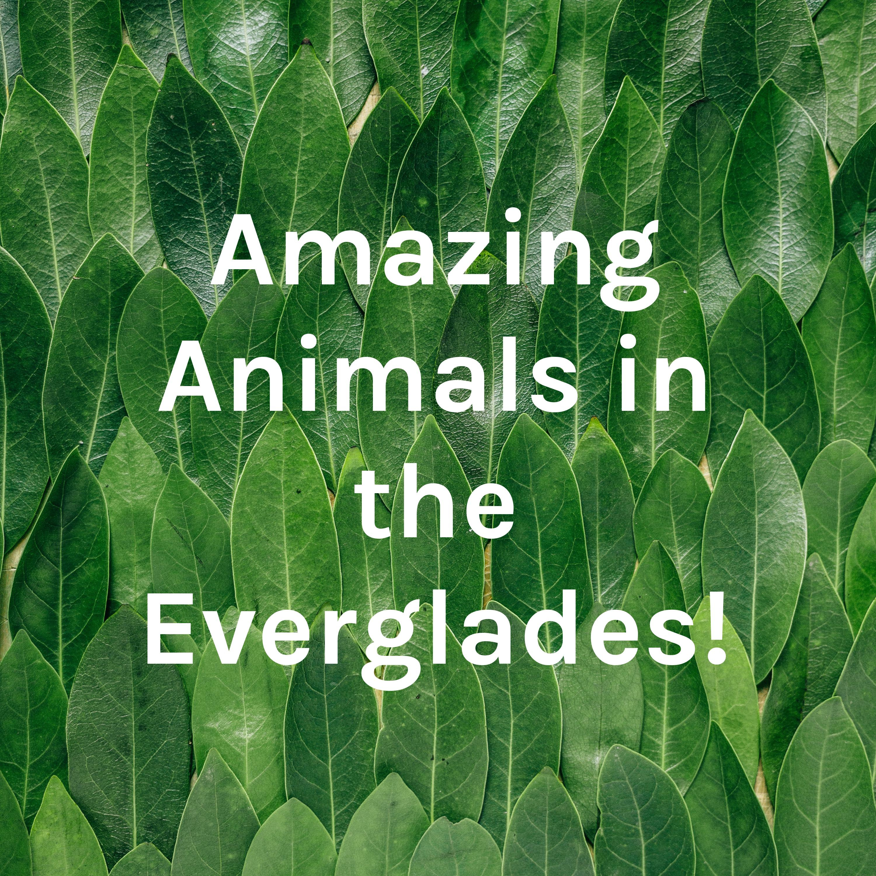 Amazing Animals in the Everglades!