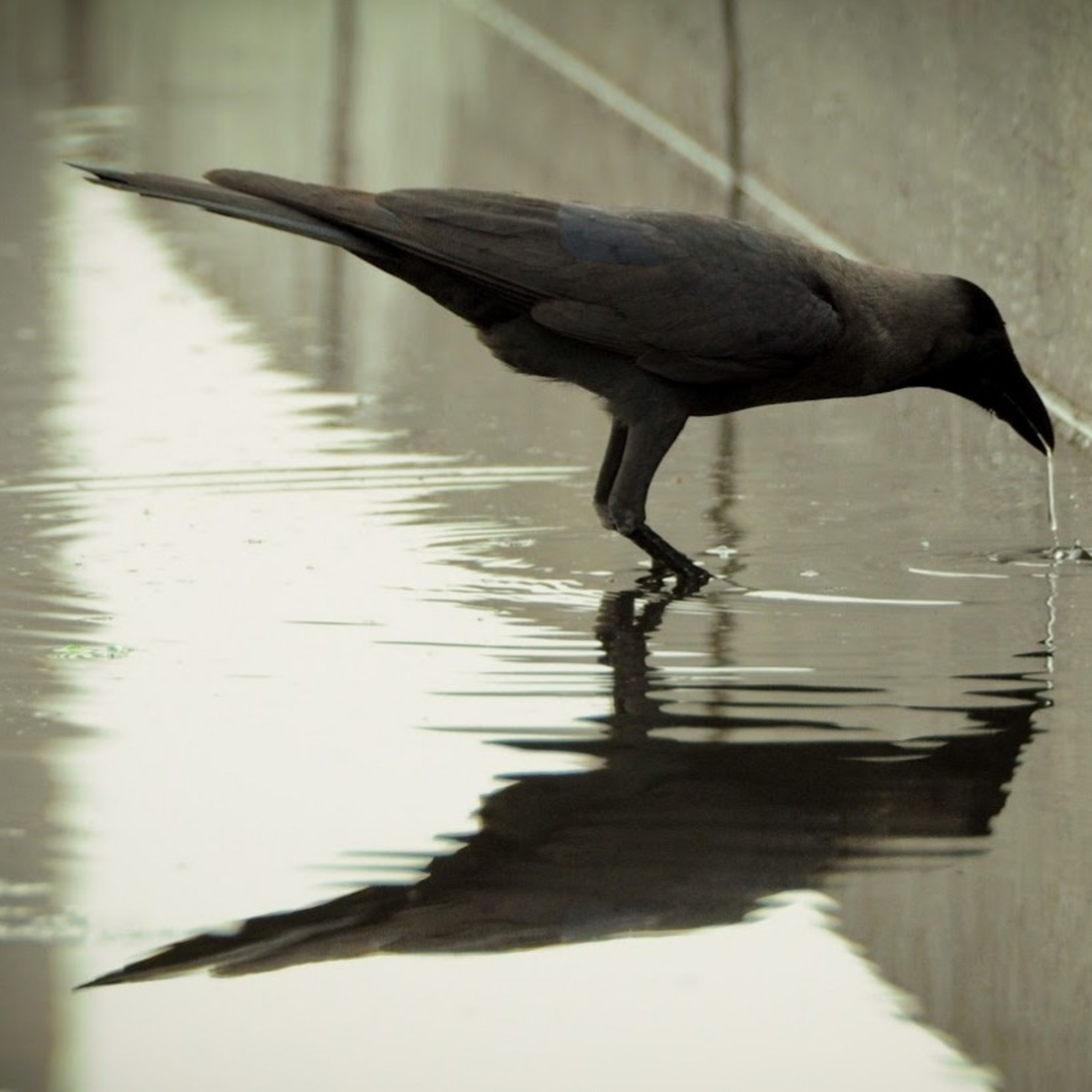 Stoicism for a Better Life
