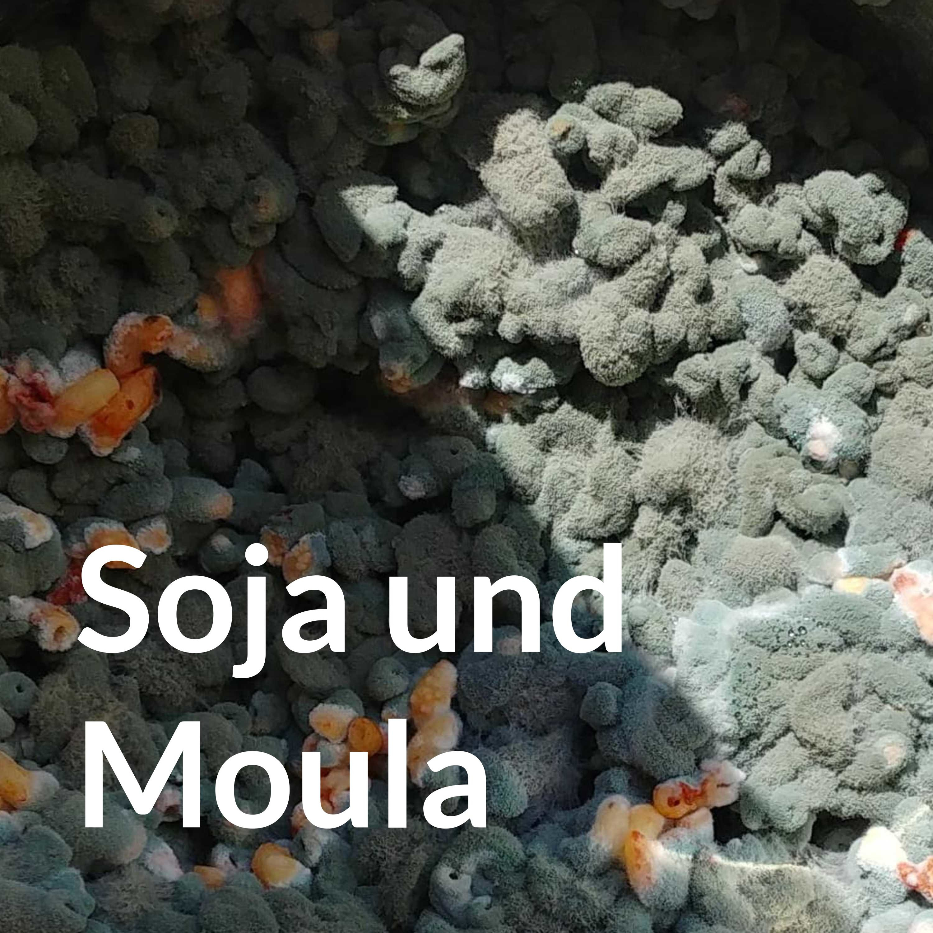 Soja und Moula