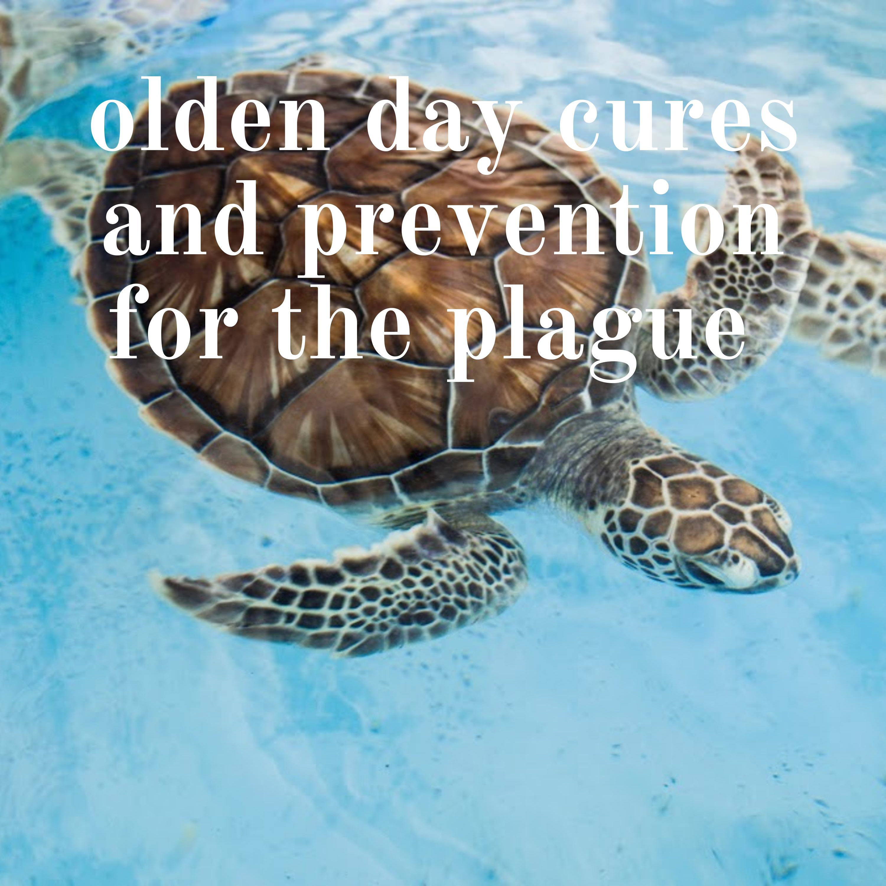 Olden day cures and prevention for the plague