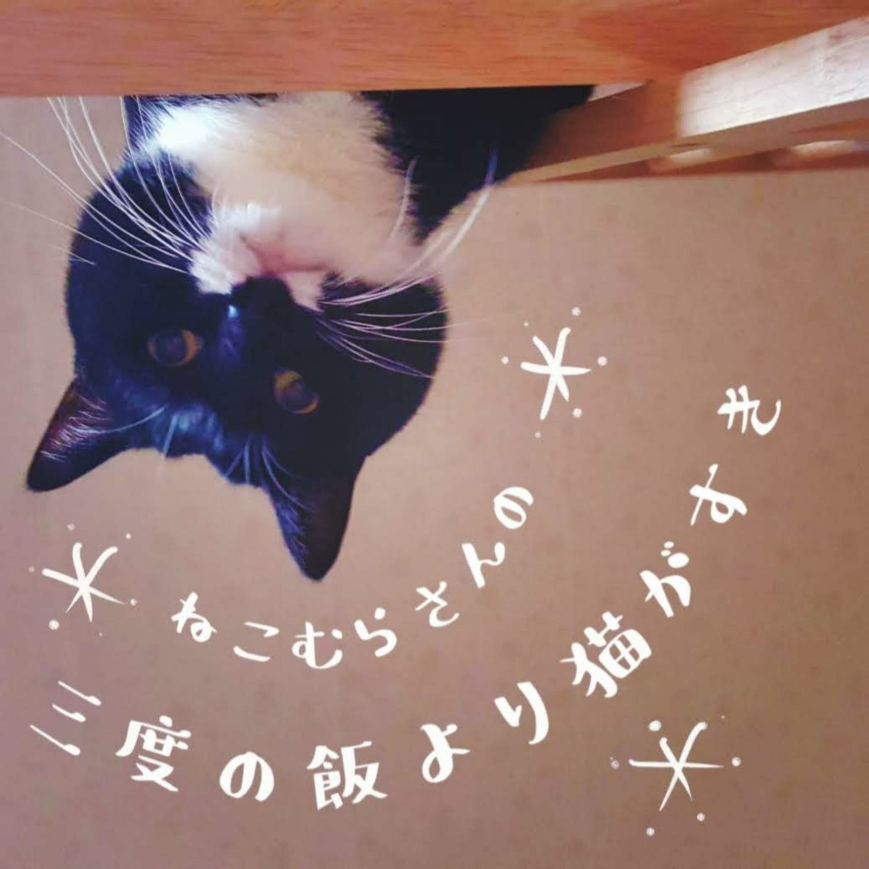 ねこむらさんの三度の飯より猫がすき