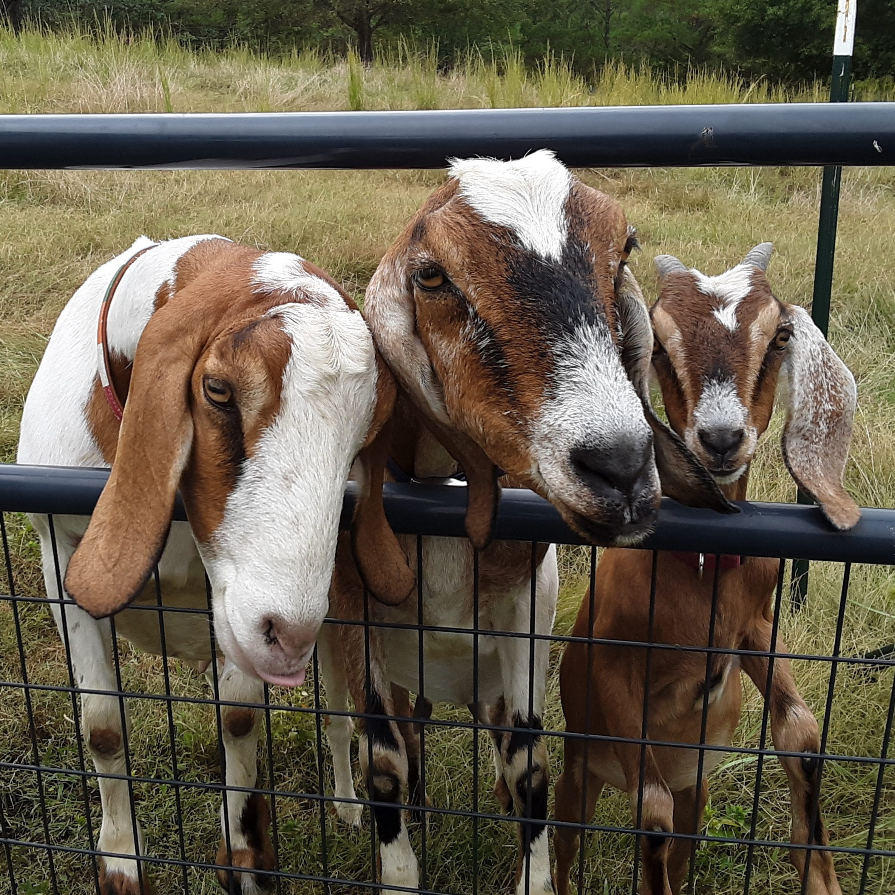 A Homestead Audio Diary