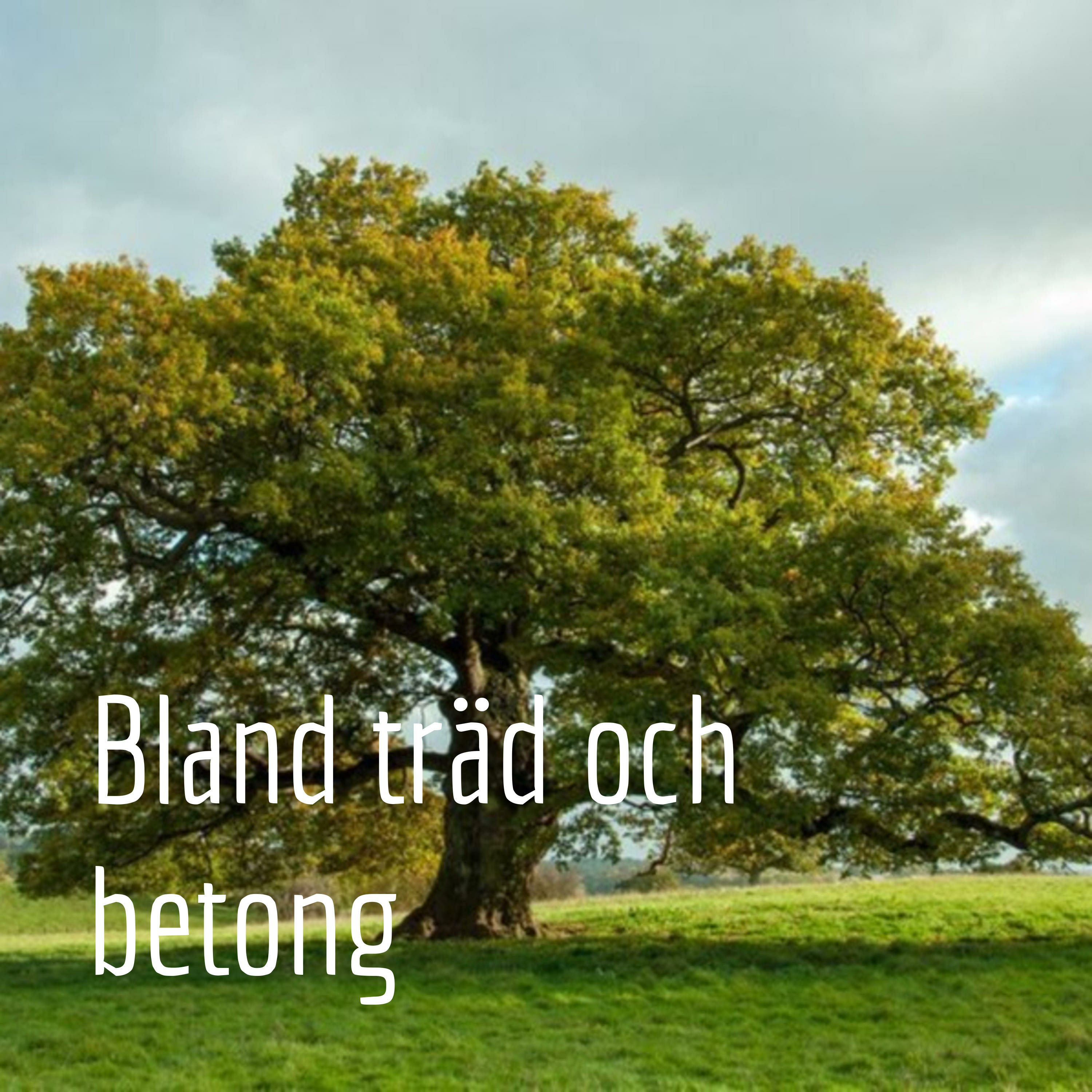 Bland träd och betong