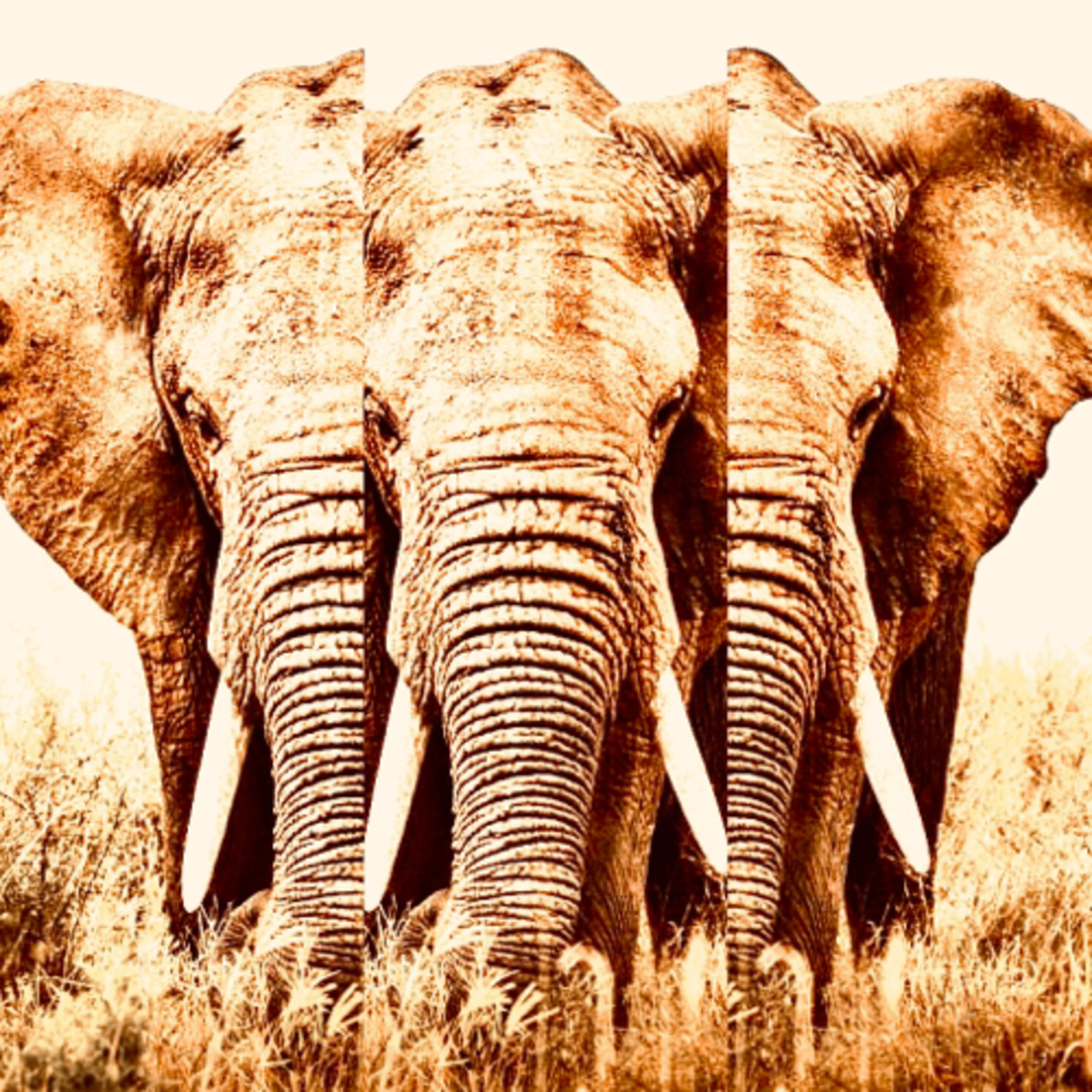 The Elephants Walk