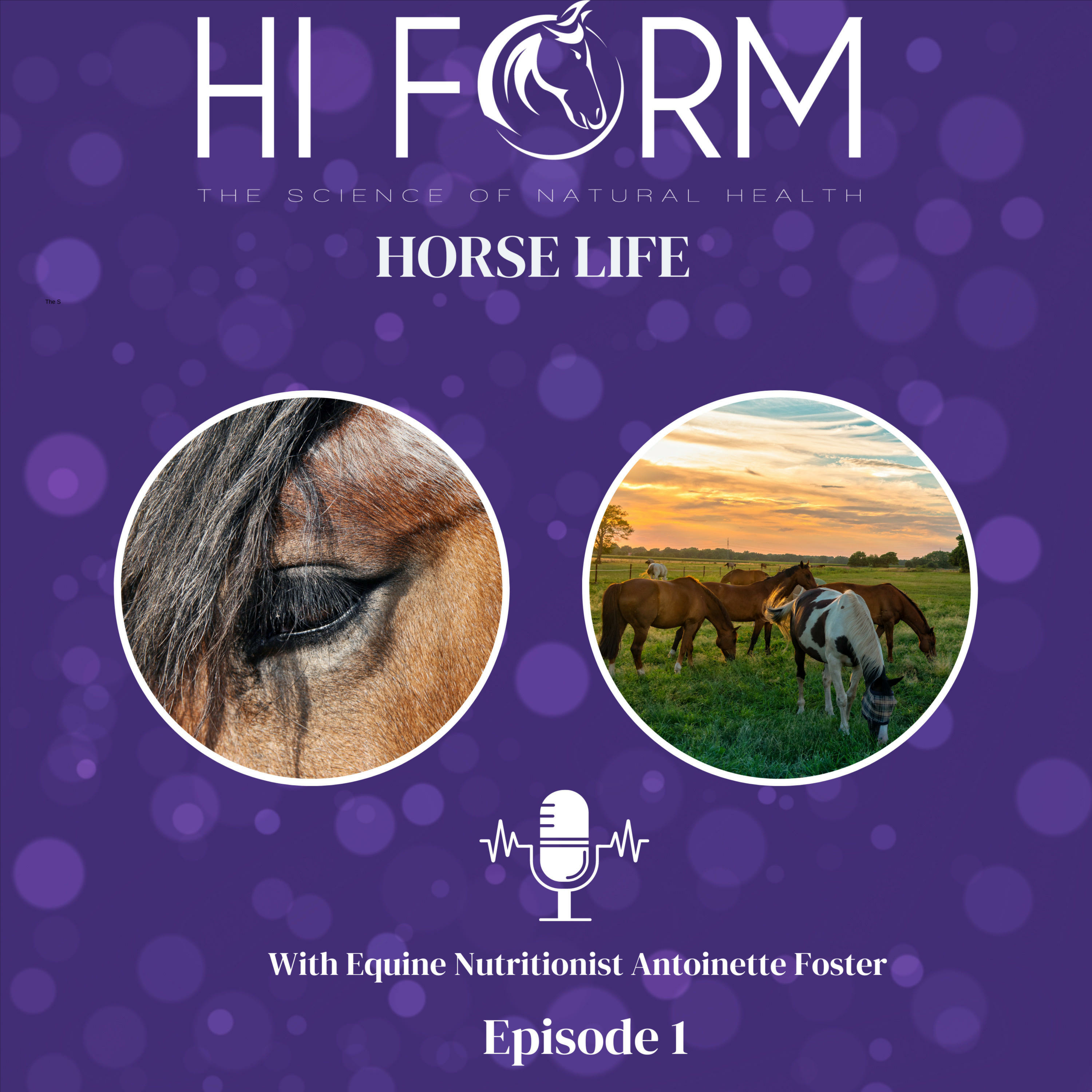 #12 Development stages of young horses & assessing nutrient content from pasture. 