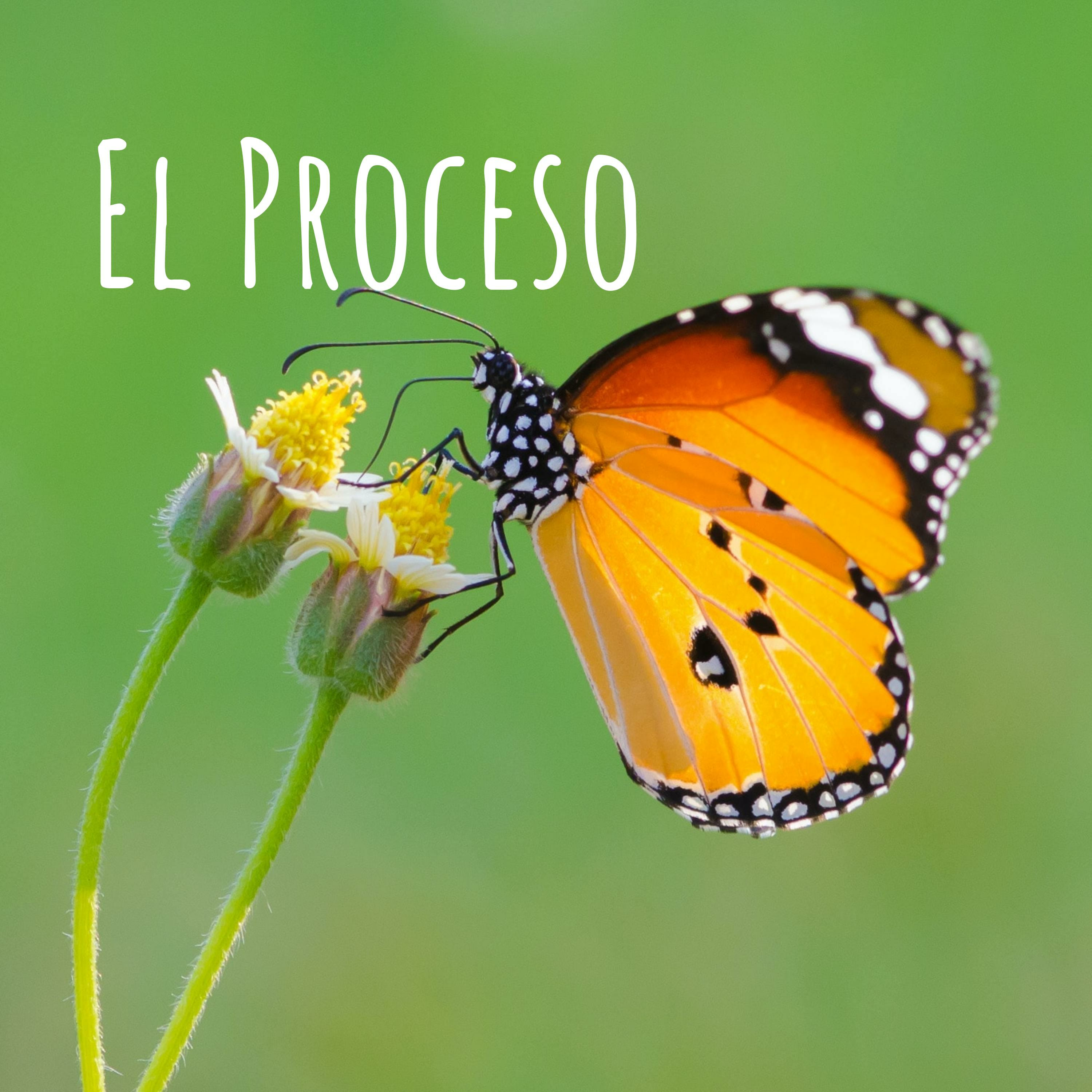 EL PROCESO