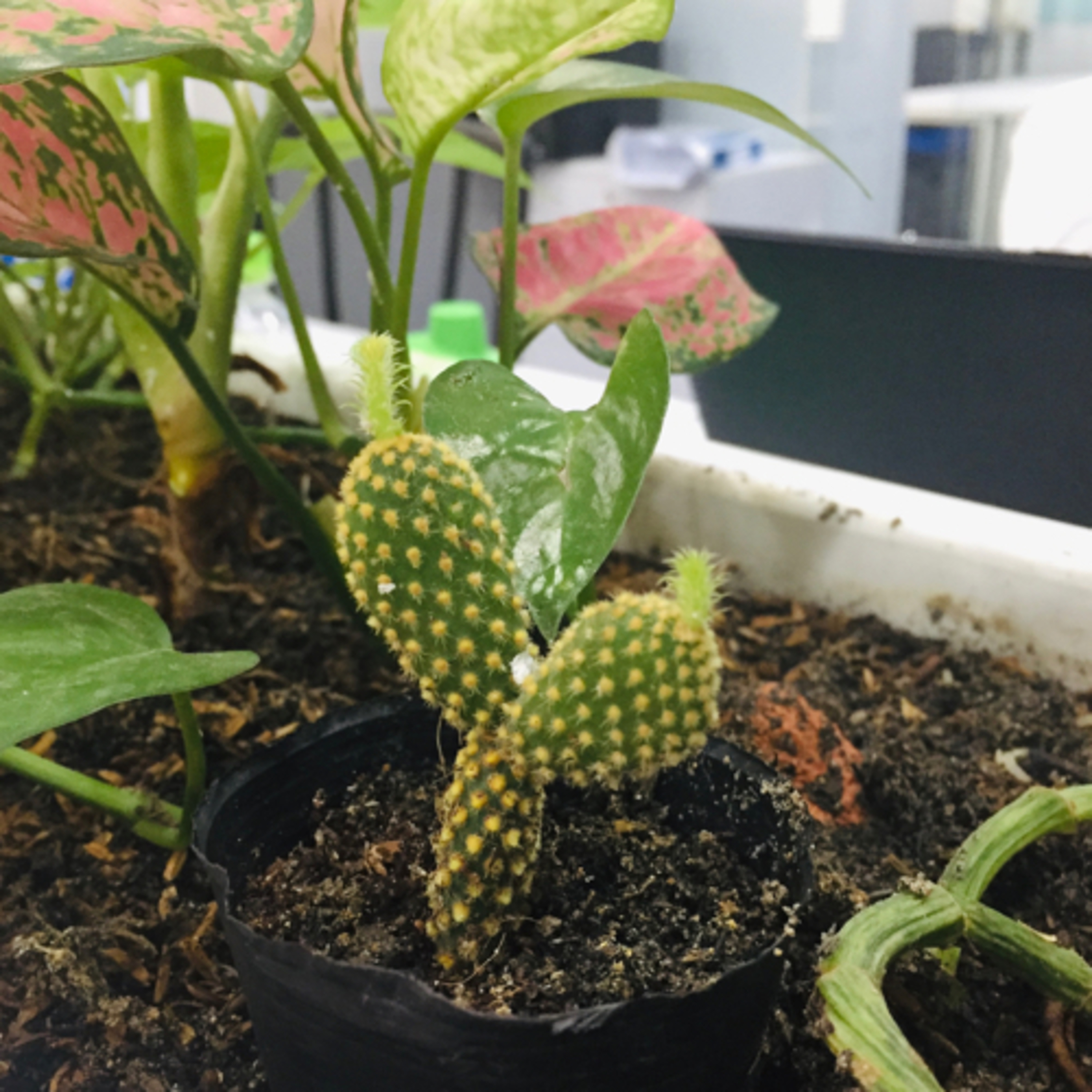 Chuyện MÔ_106.1MHz