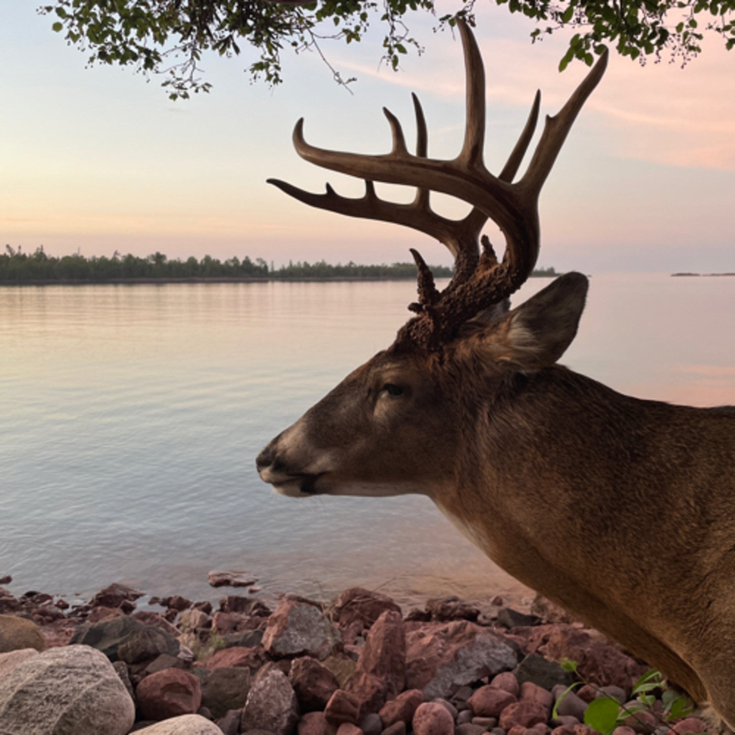 Bucks & Booze