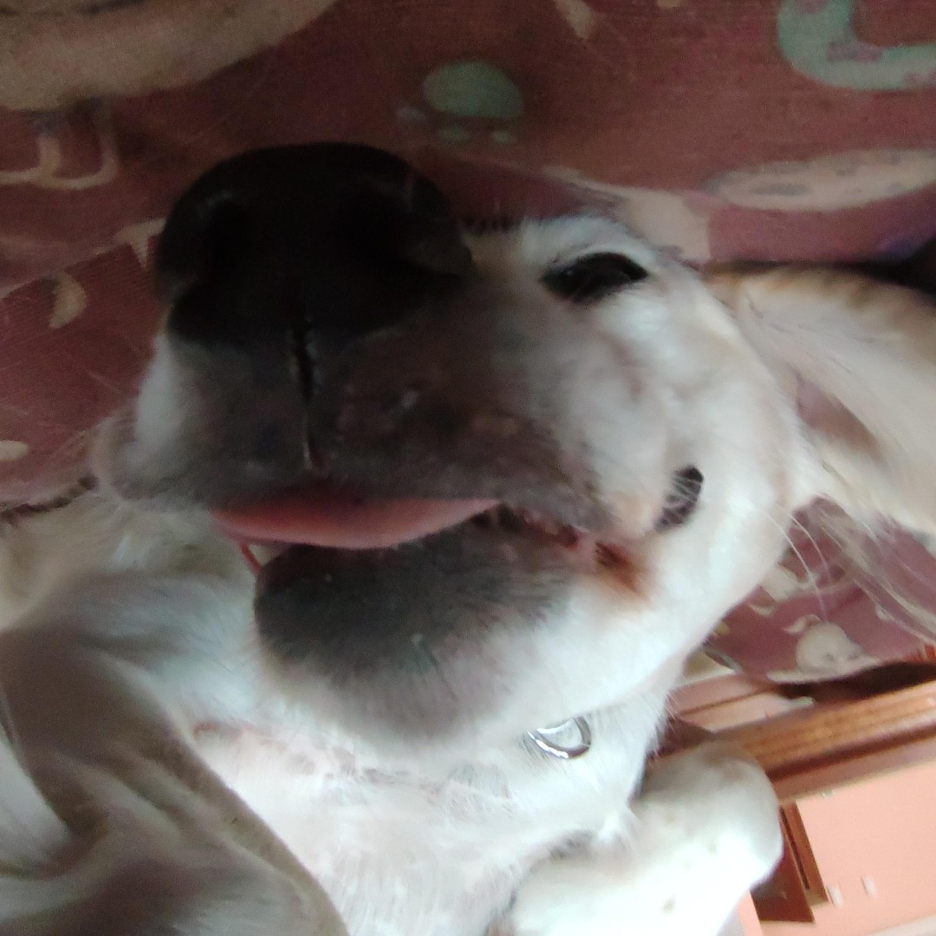 Estudia Con Mi Perro podcast artwork