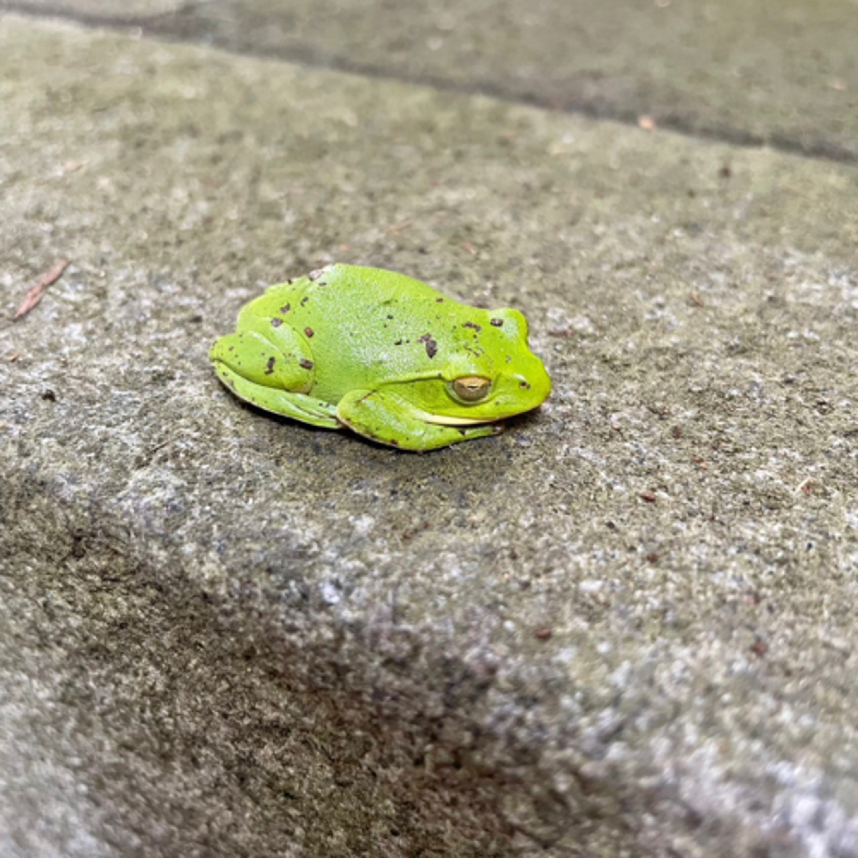 かばねやみちゃんねる