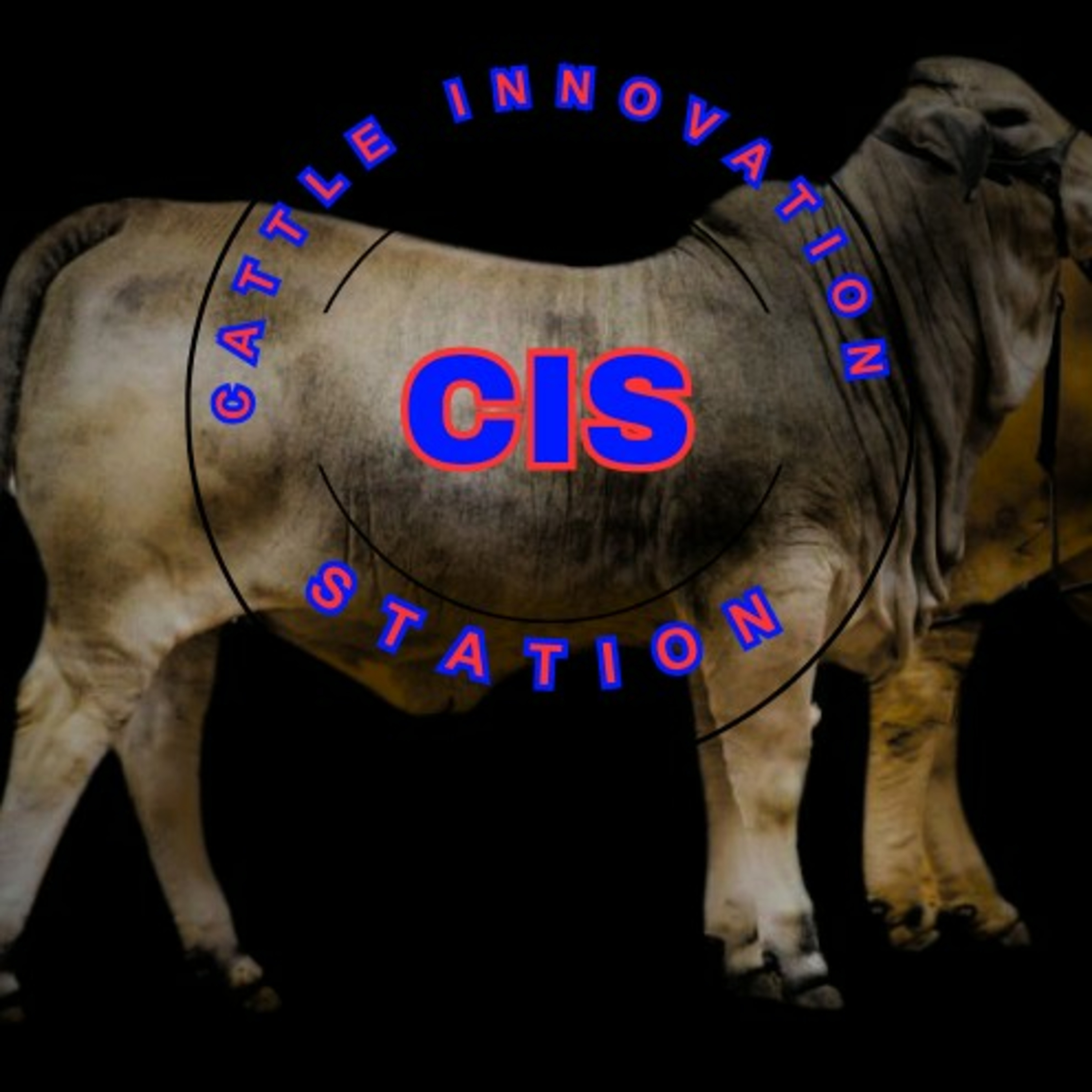 Cattle Innovation Station