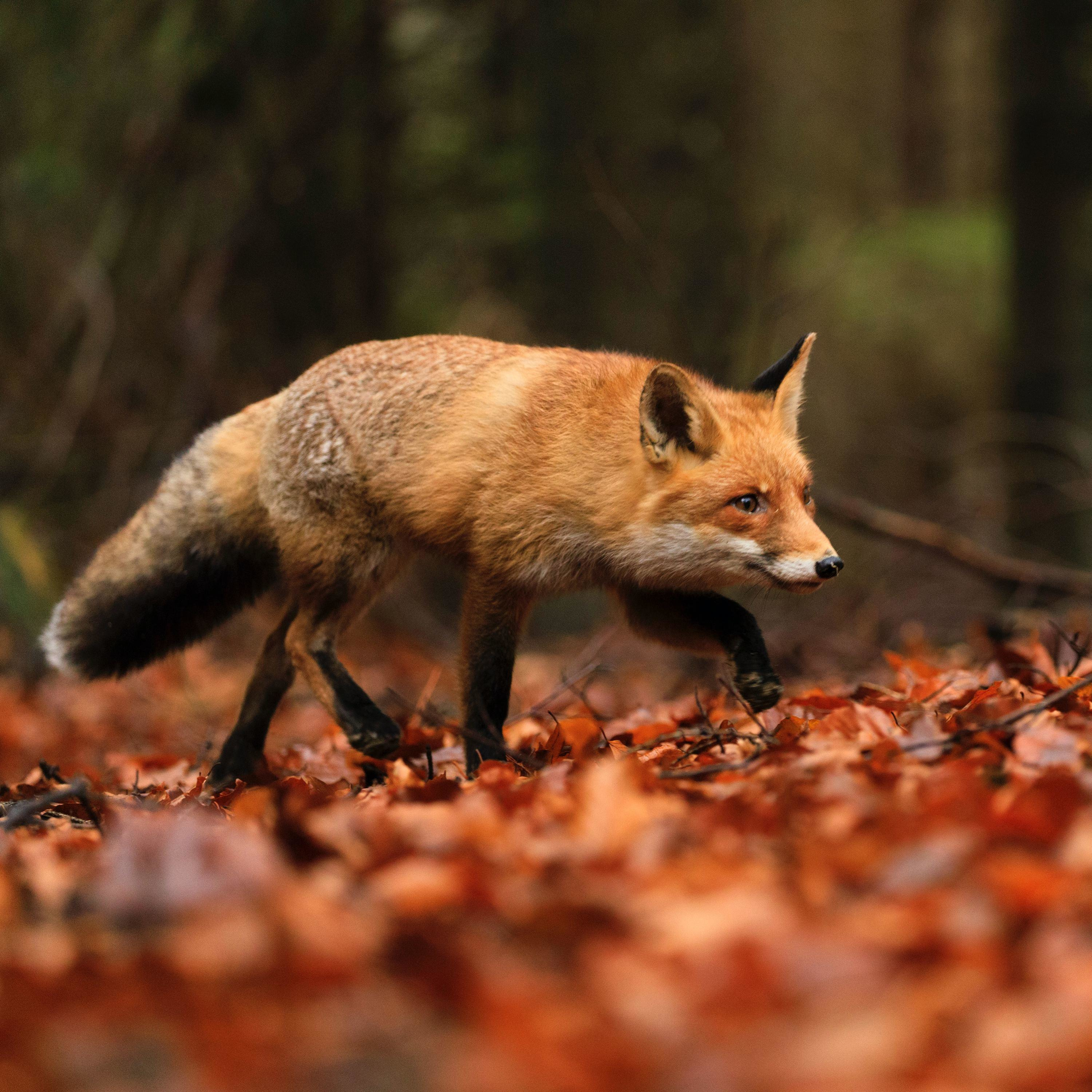 Literary Essays for Fox