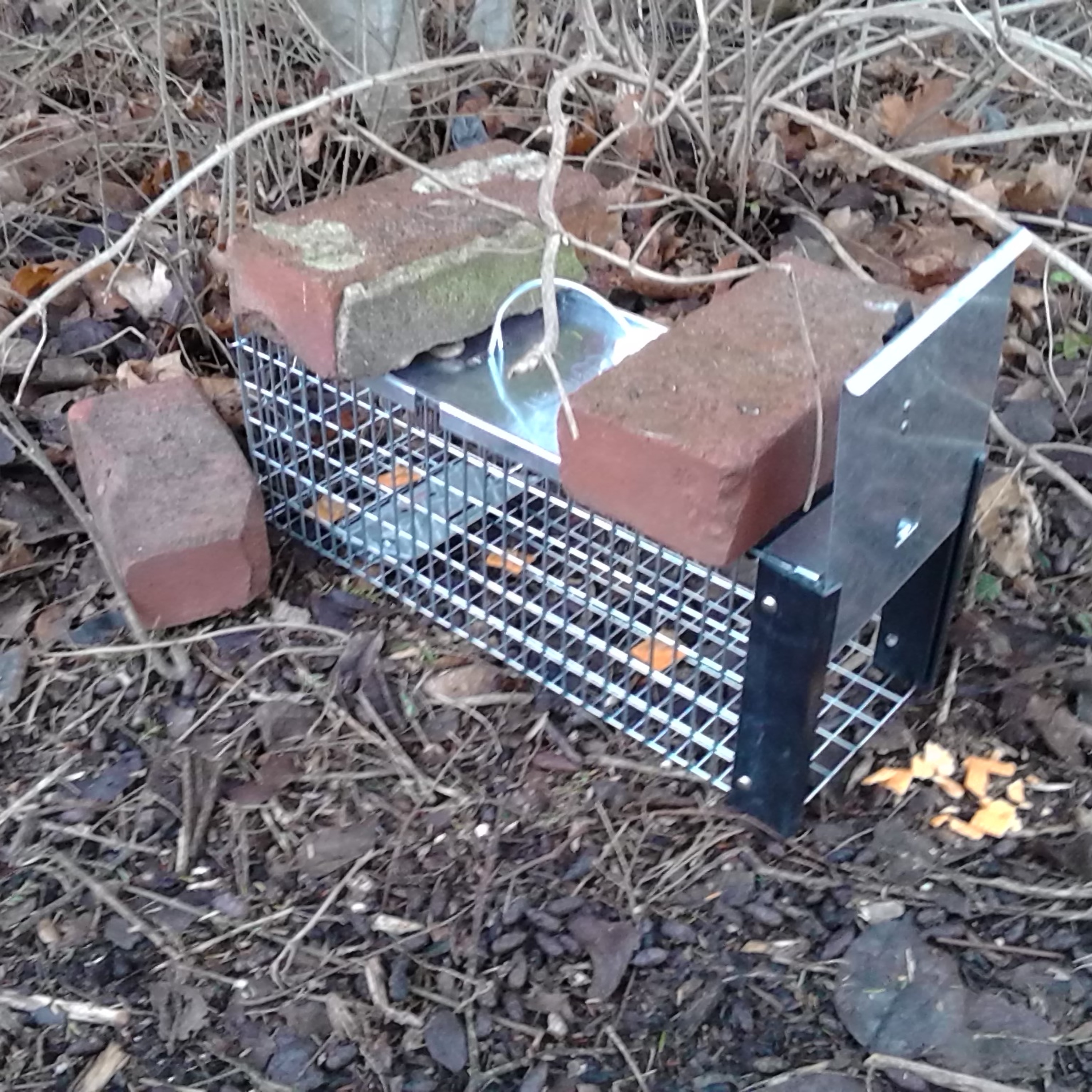 That Pesky Little Red Squirrel Days Are Numbered; An Anchor 3.0 ⚓️ 🔊 Audio On This February 26, 2018