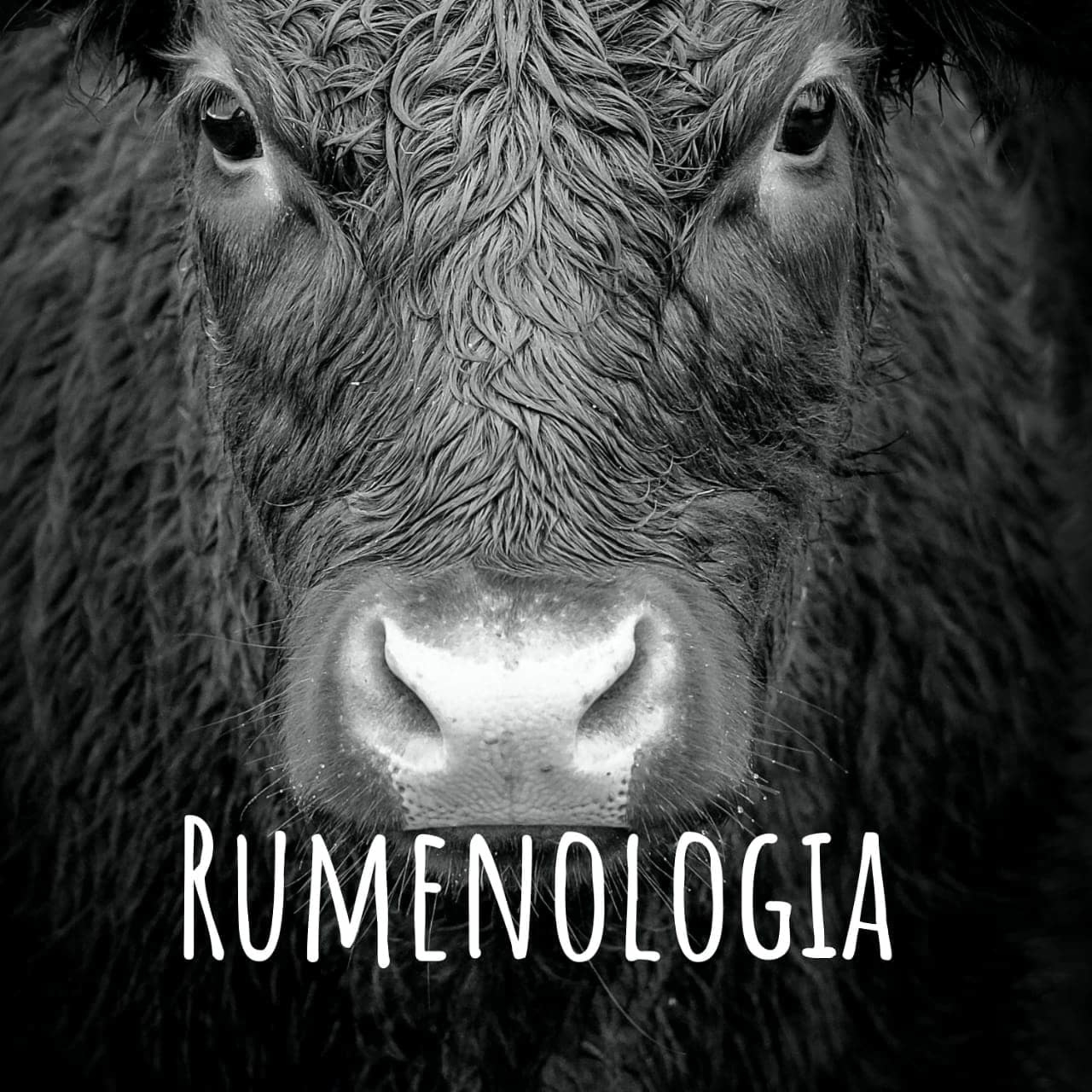 Rumenologia