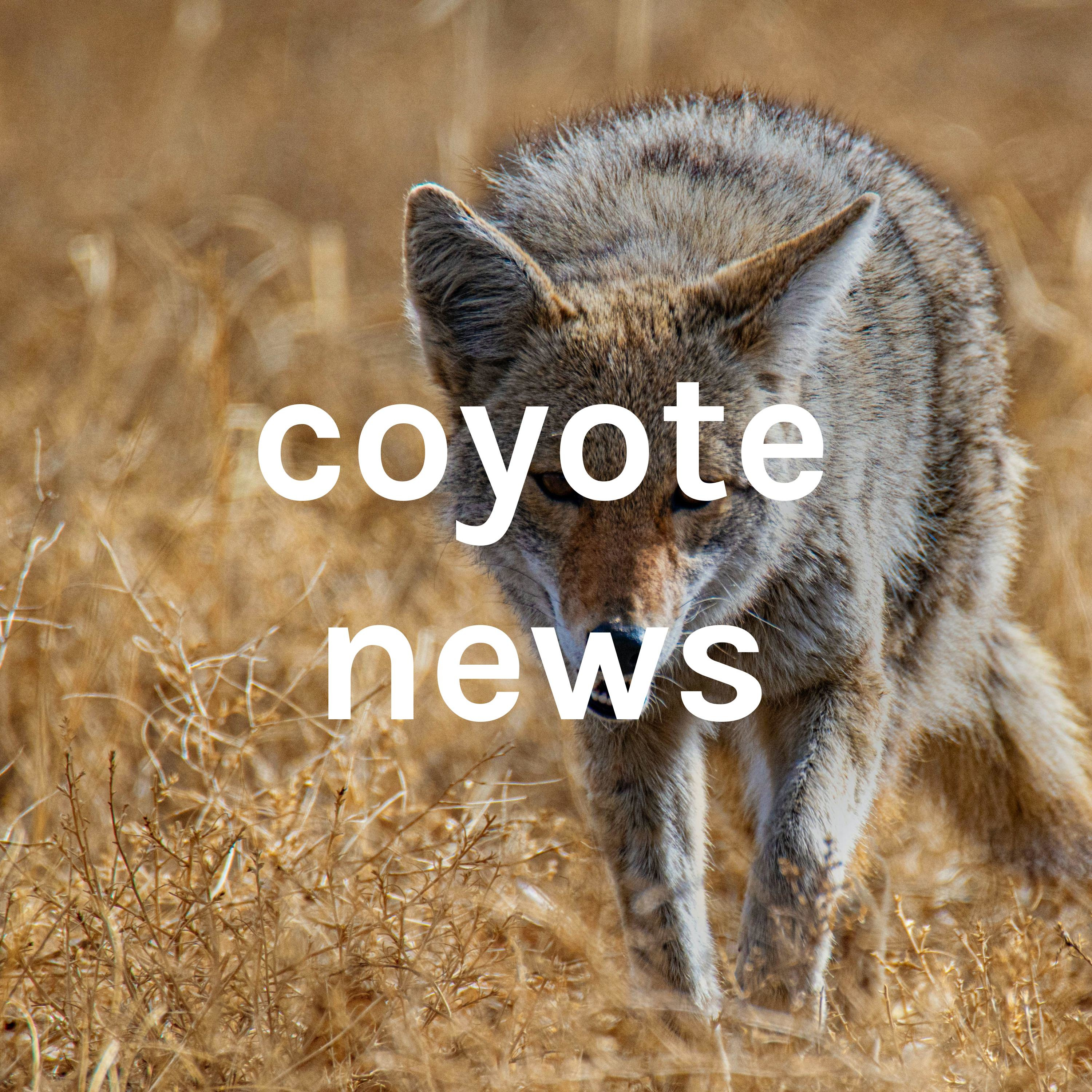 coyote news