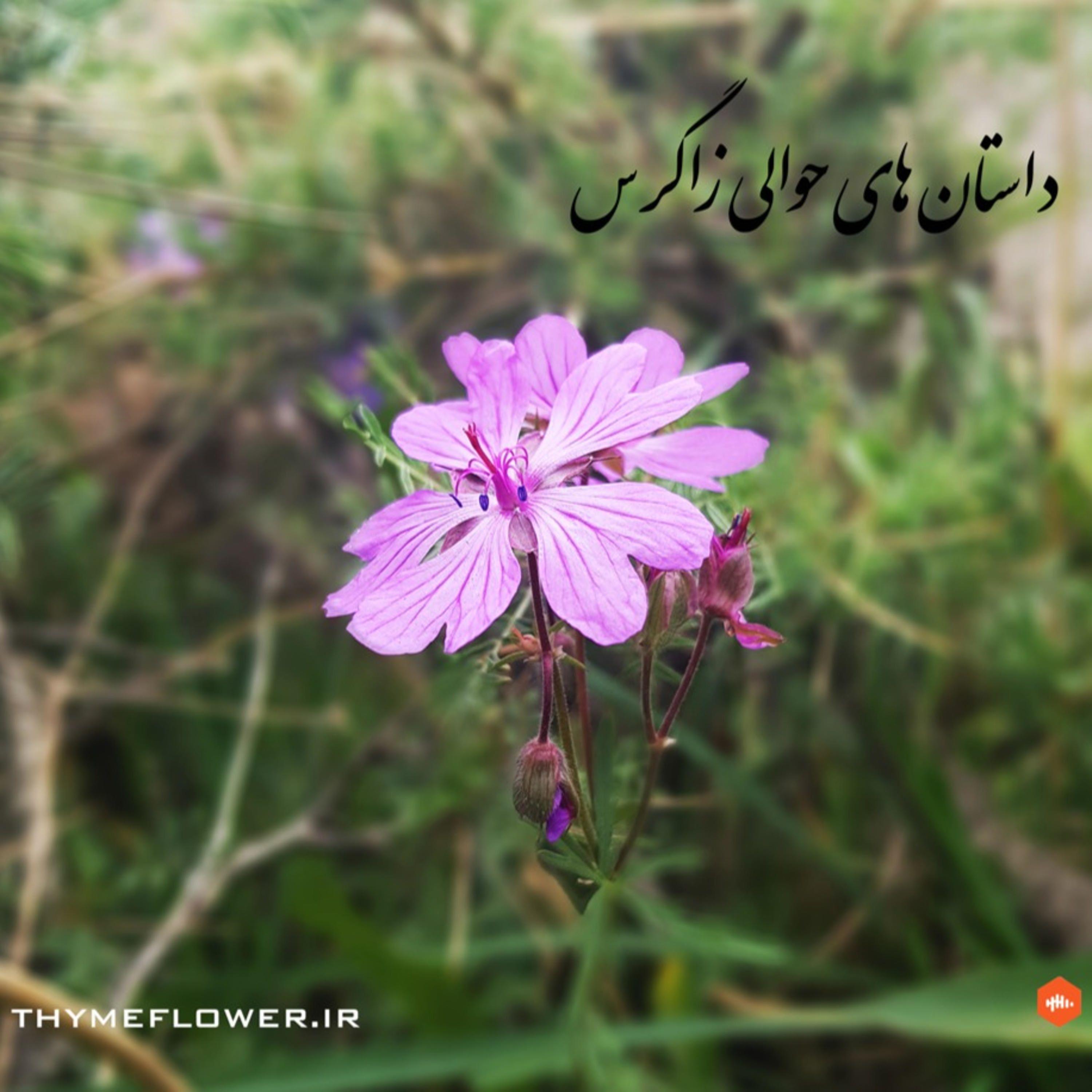 Zagros Stories داستان های حوالی زاگرس