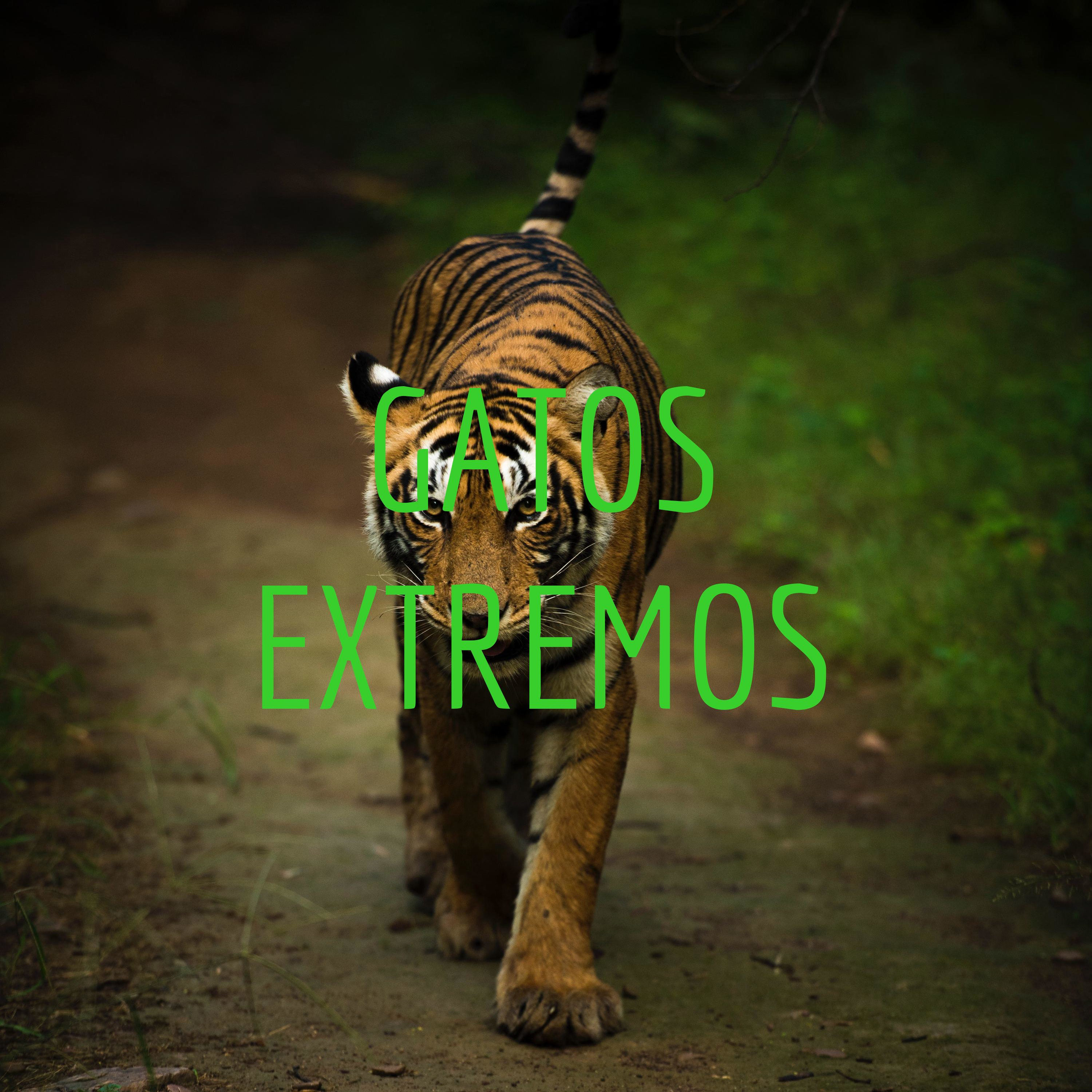 GATOS EXTREMOS