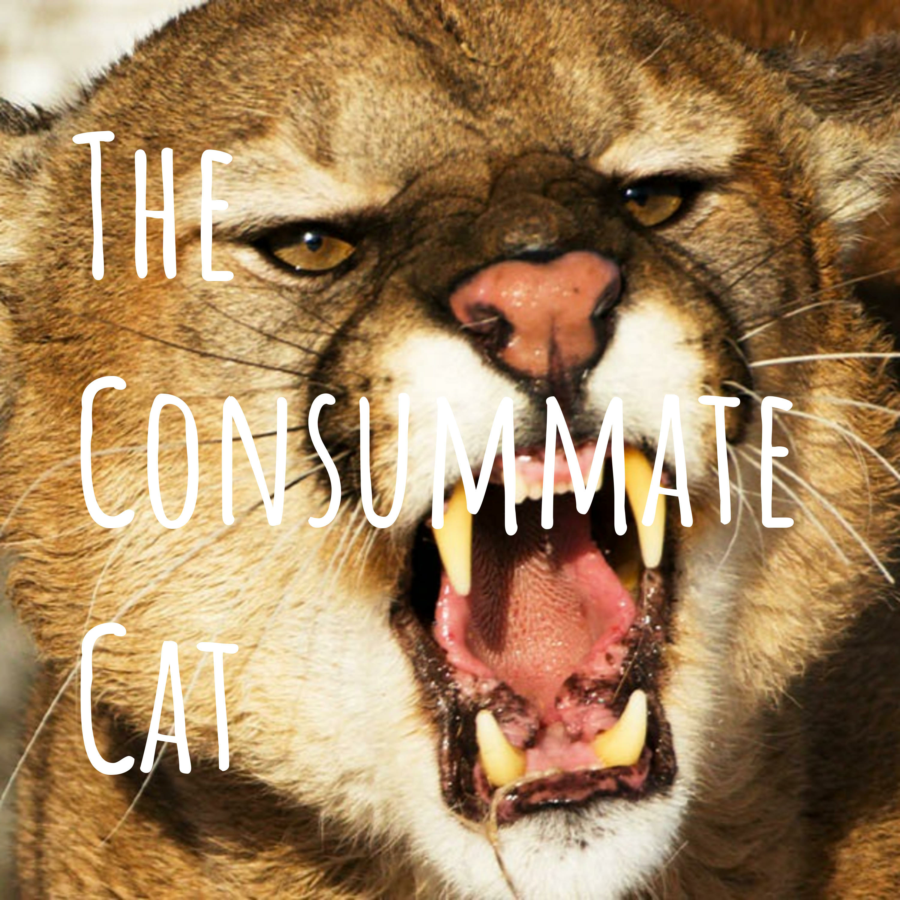 The Consummate Cat - CGUHS Cougar Podcast podcast artwork