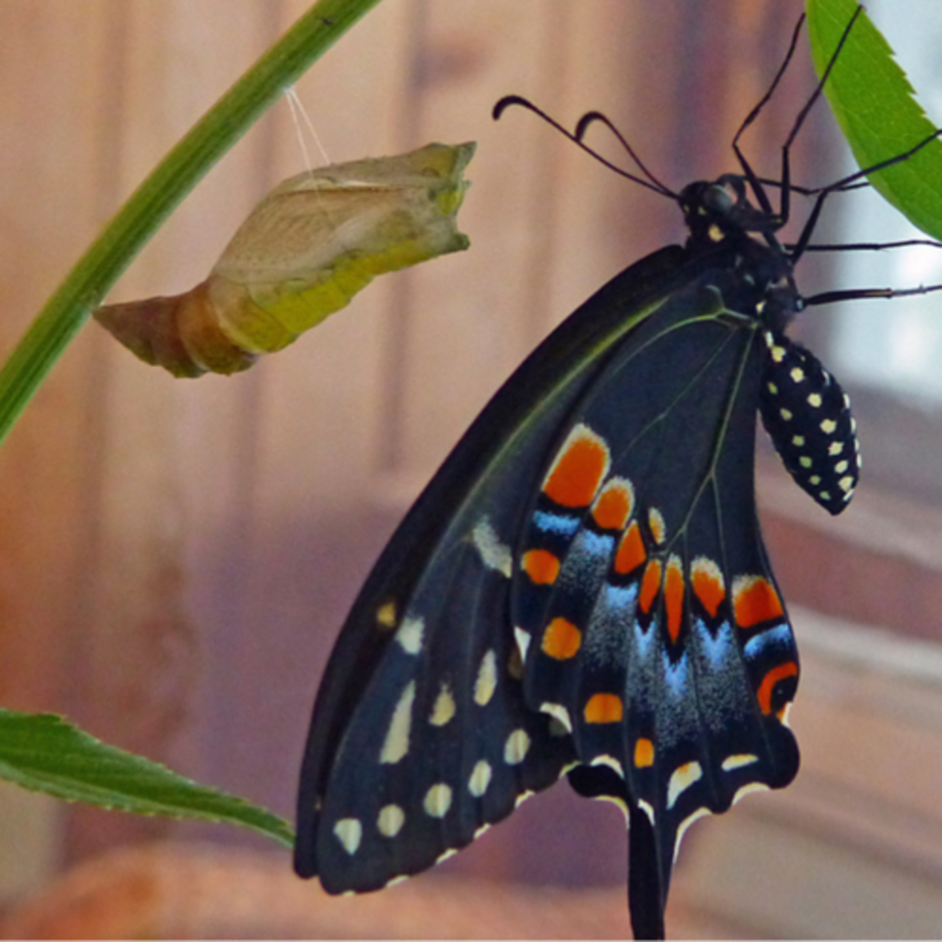 Cracking the Chrysalis
