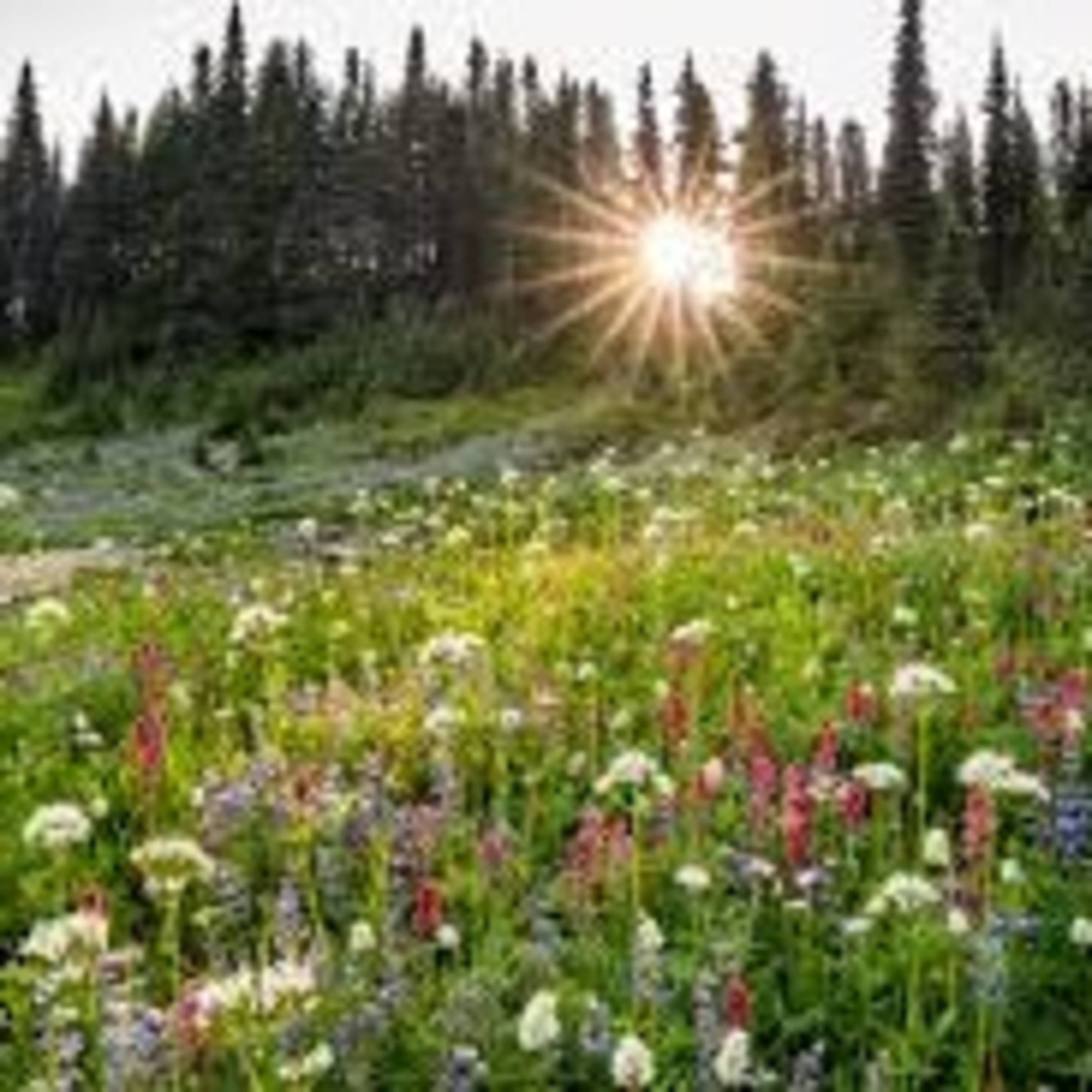 Hi Wildflowers... It's Grandpa