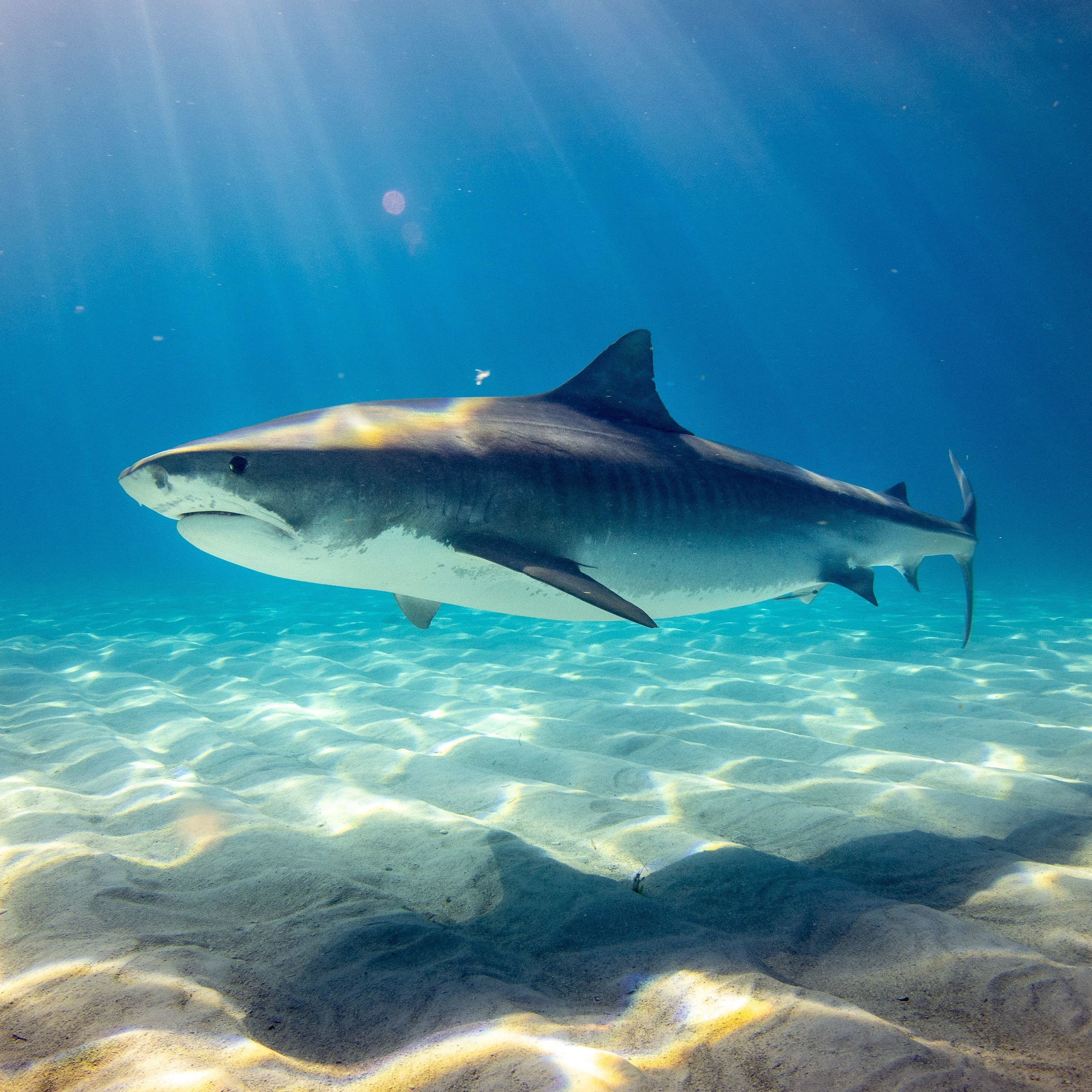 The Shark days