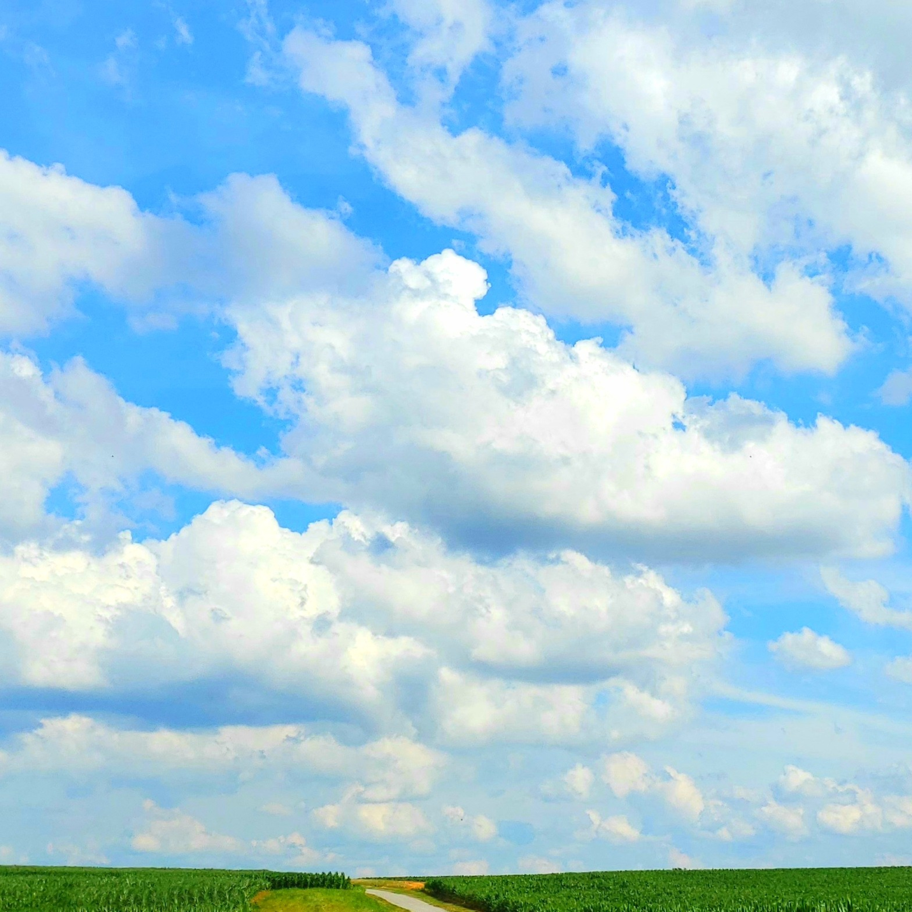 R.E. White Consulting L.L.C.