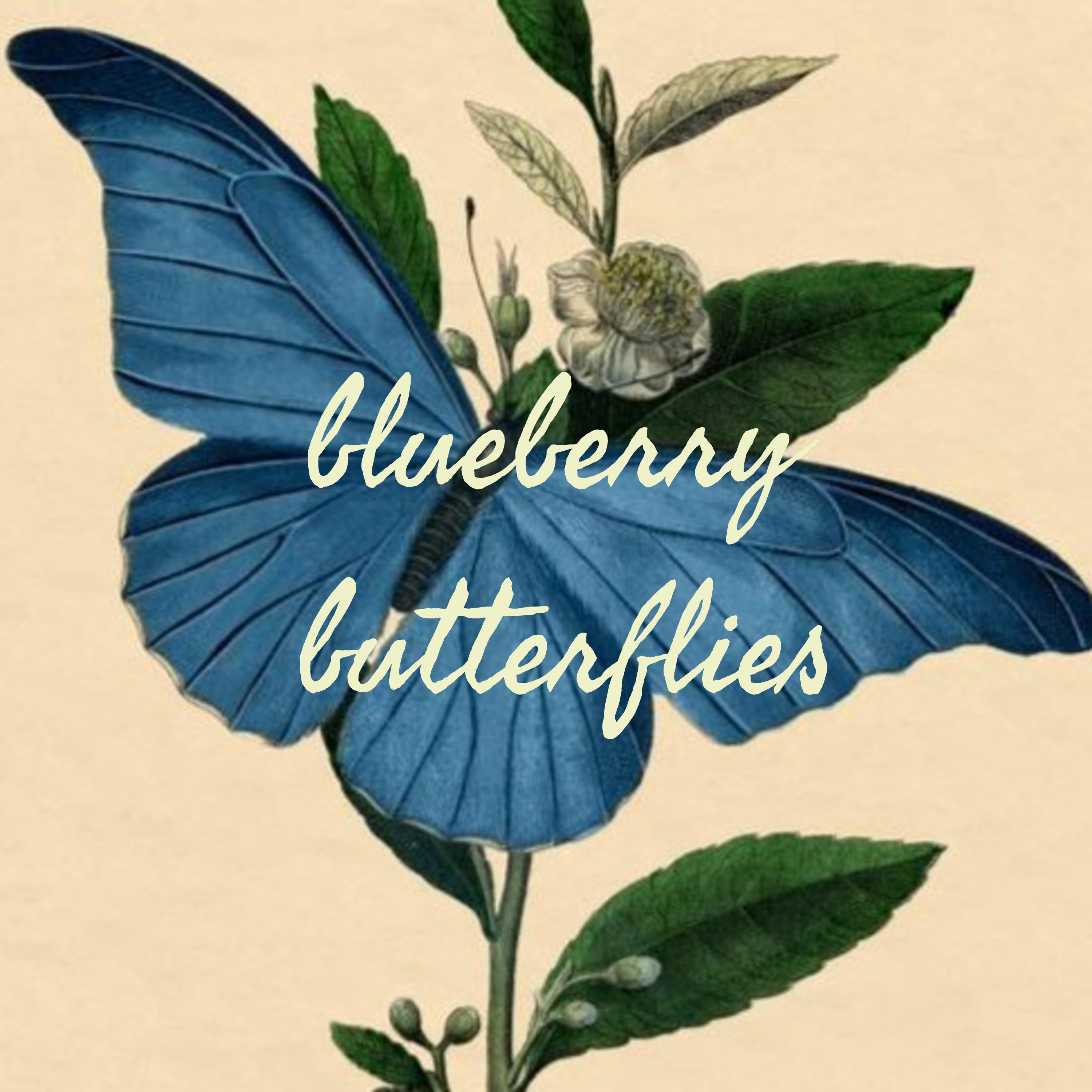 blueberry butterflies cover art