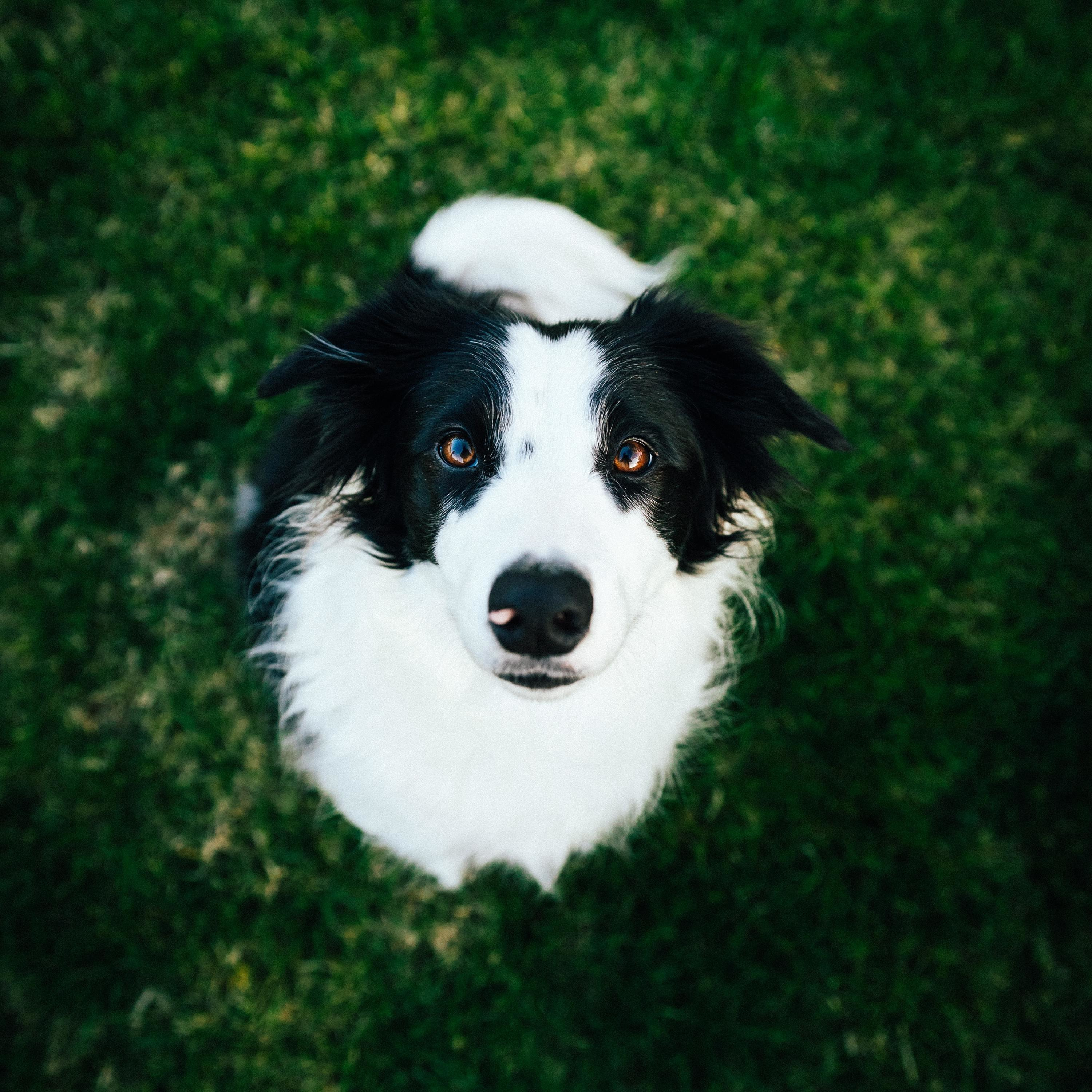 The Parkour Dog Podcast The Parkour Dog Podcast