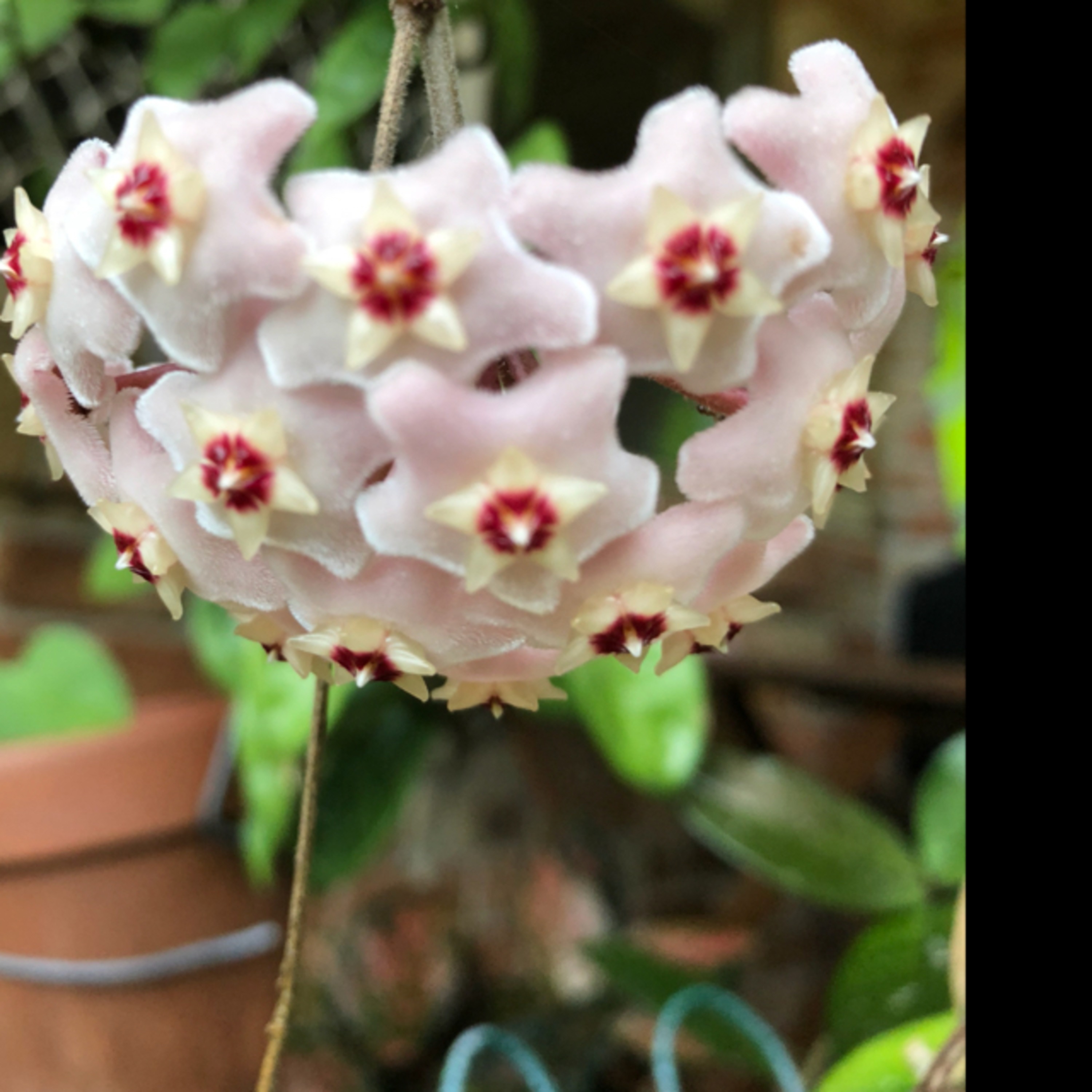 Winifred Bell Tiny Talking: Stardust Memories