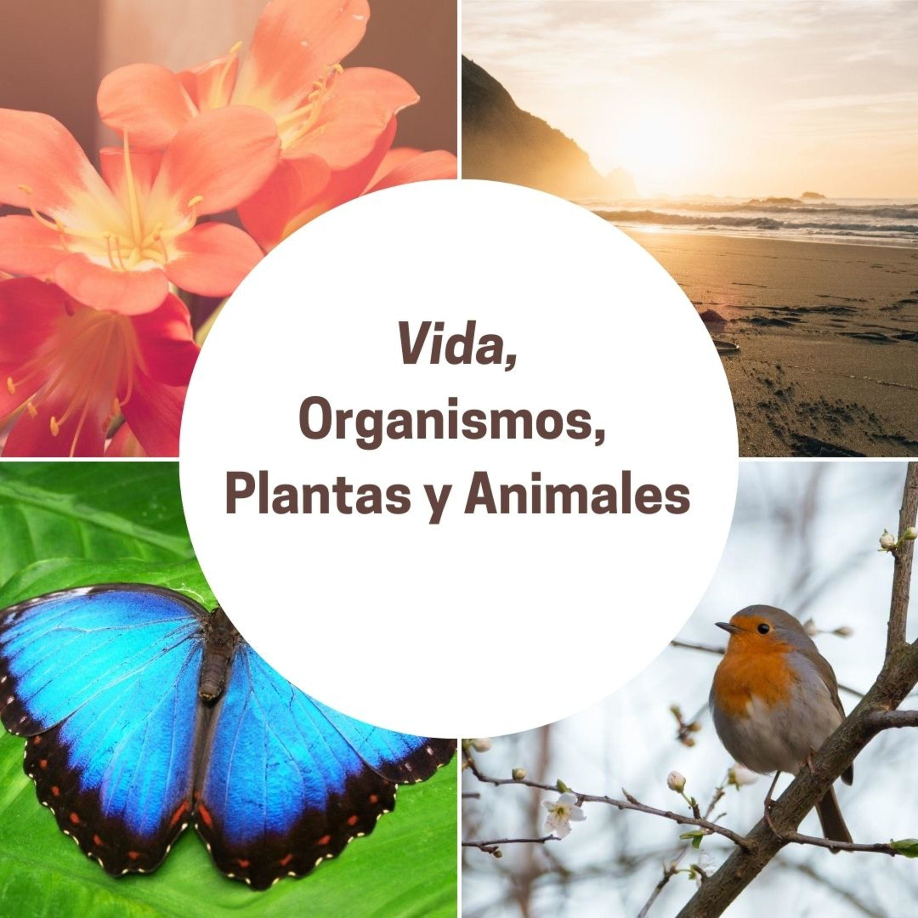 Vida, Organismos, plantas y animales 