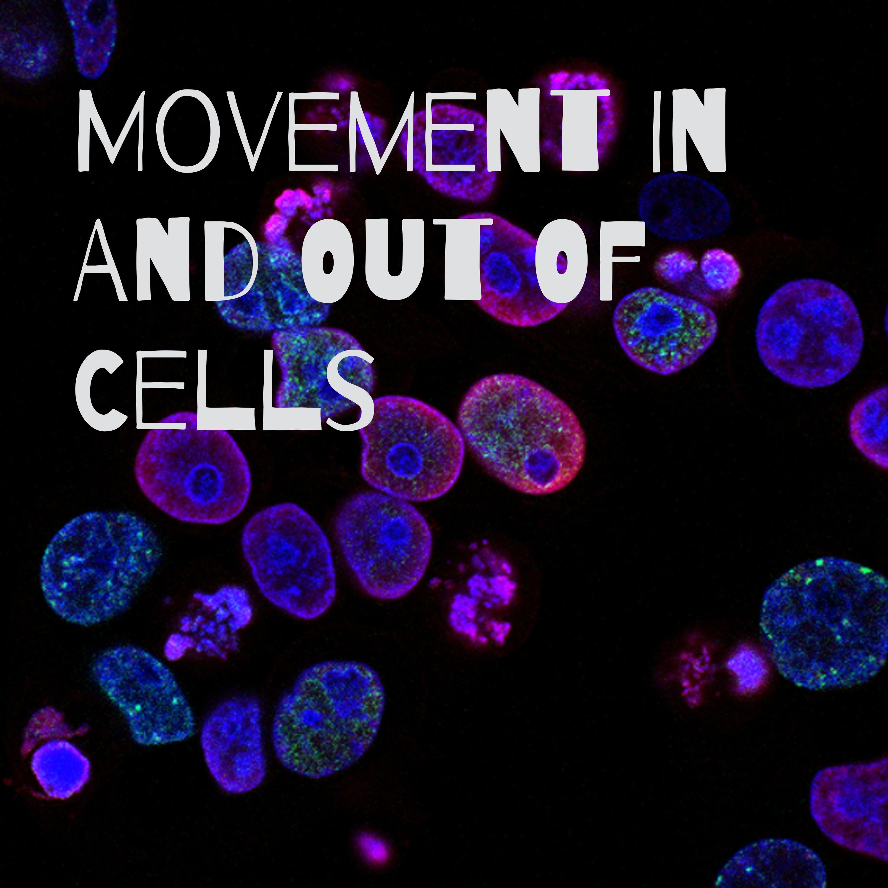 Movement In And Out Of Cells