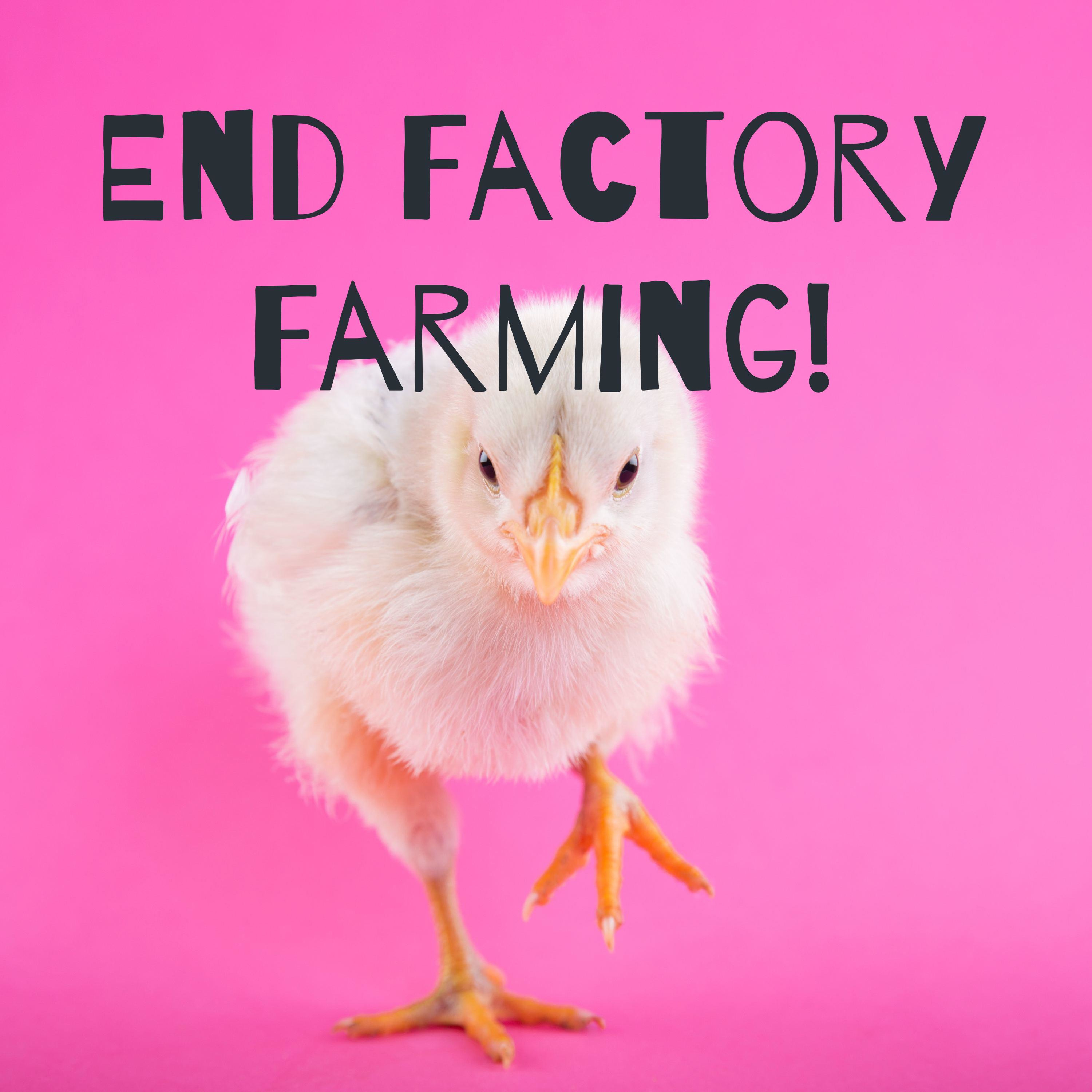 End Factory Farming!
