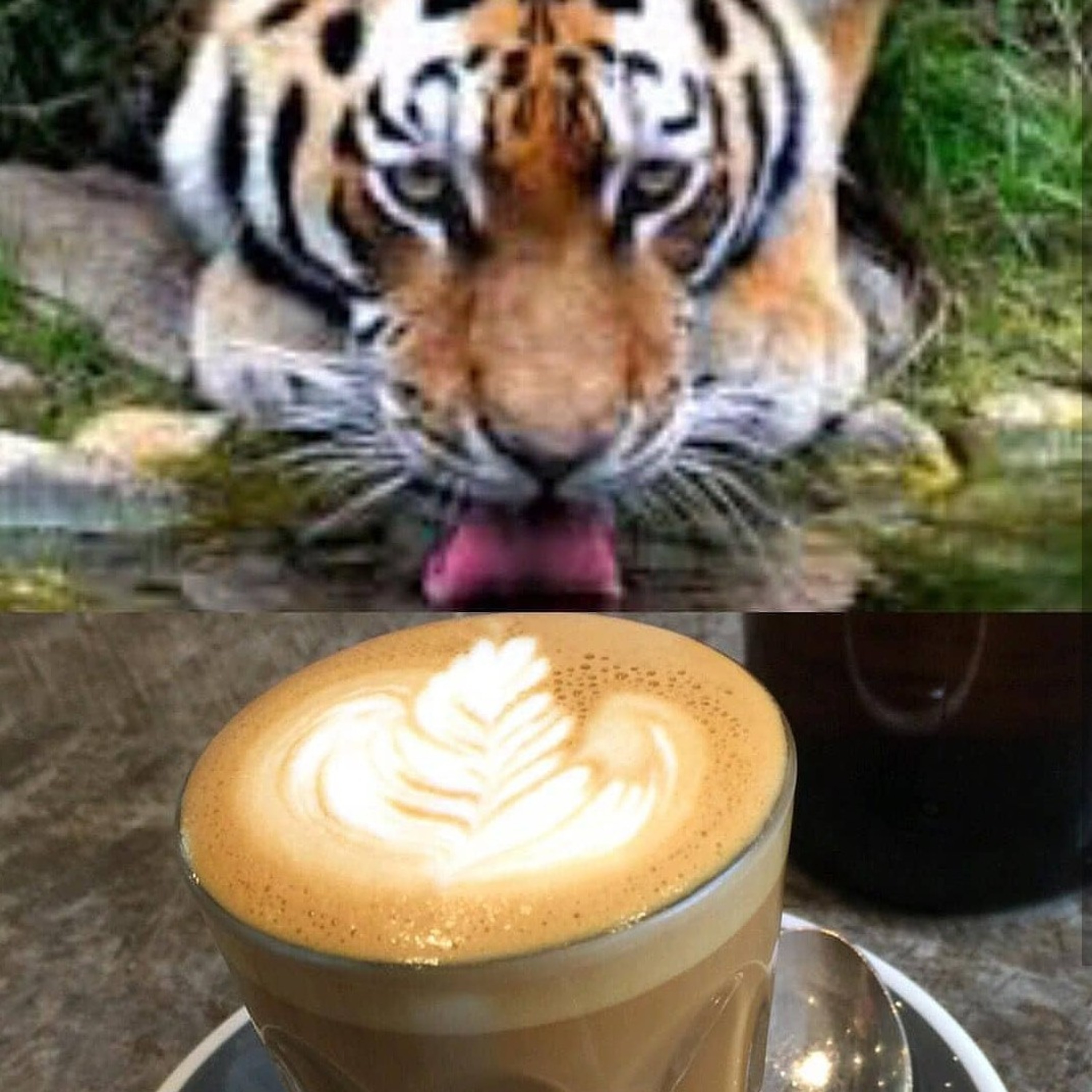 Coffee Tigers Podcast