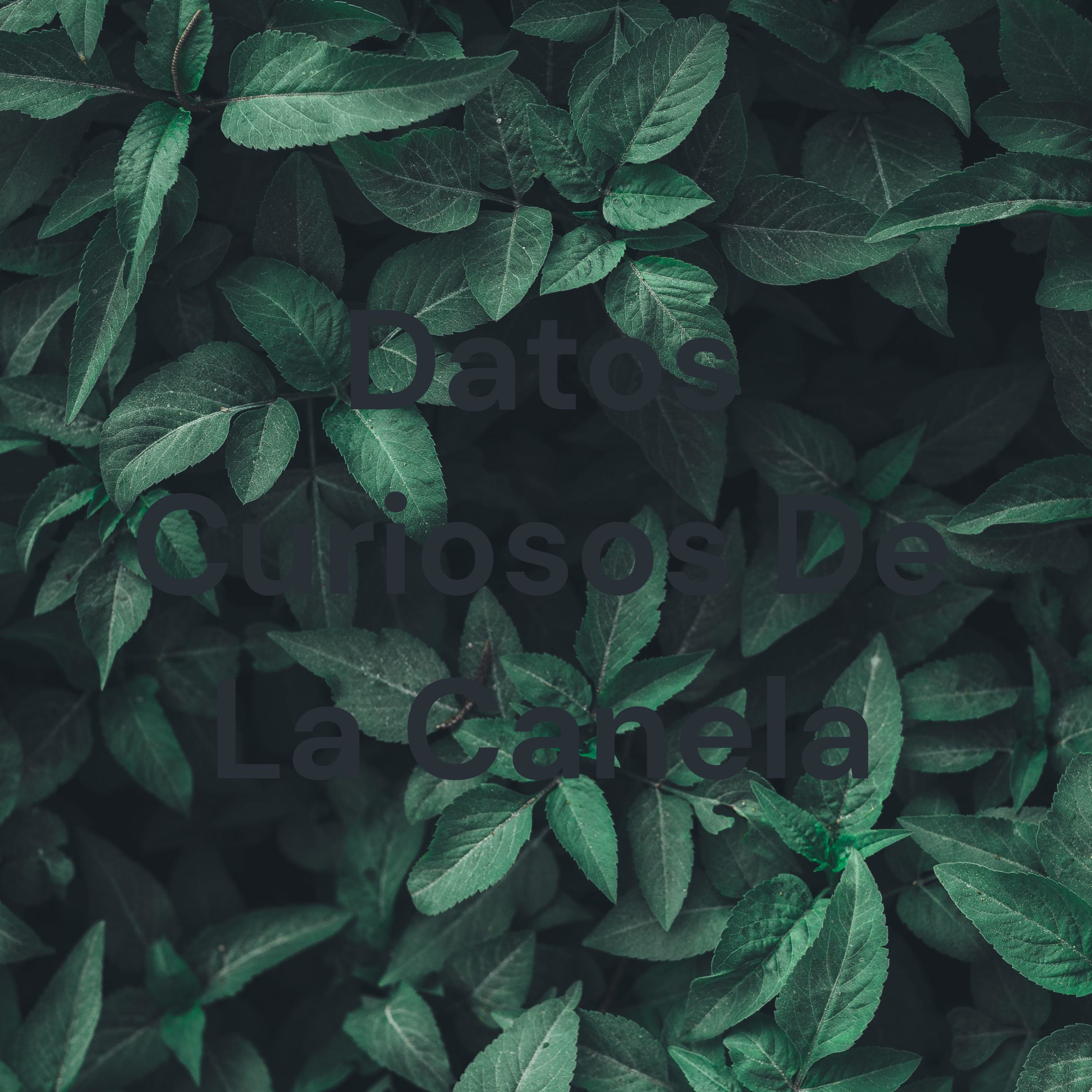 Datos Curiosos De La Canela