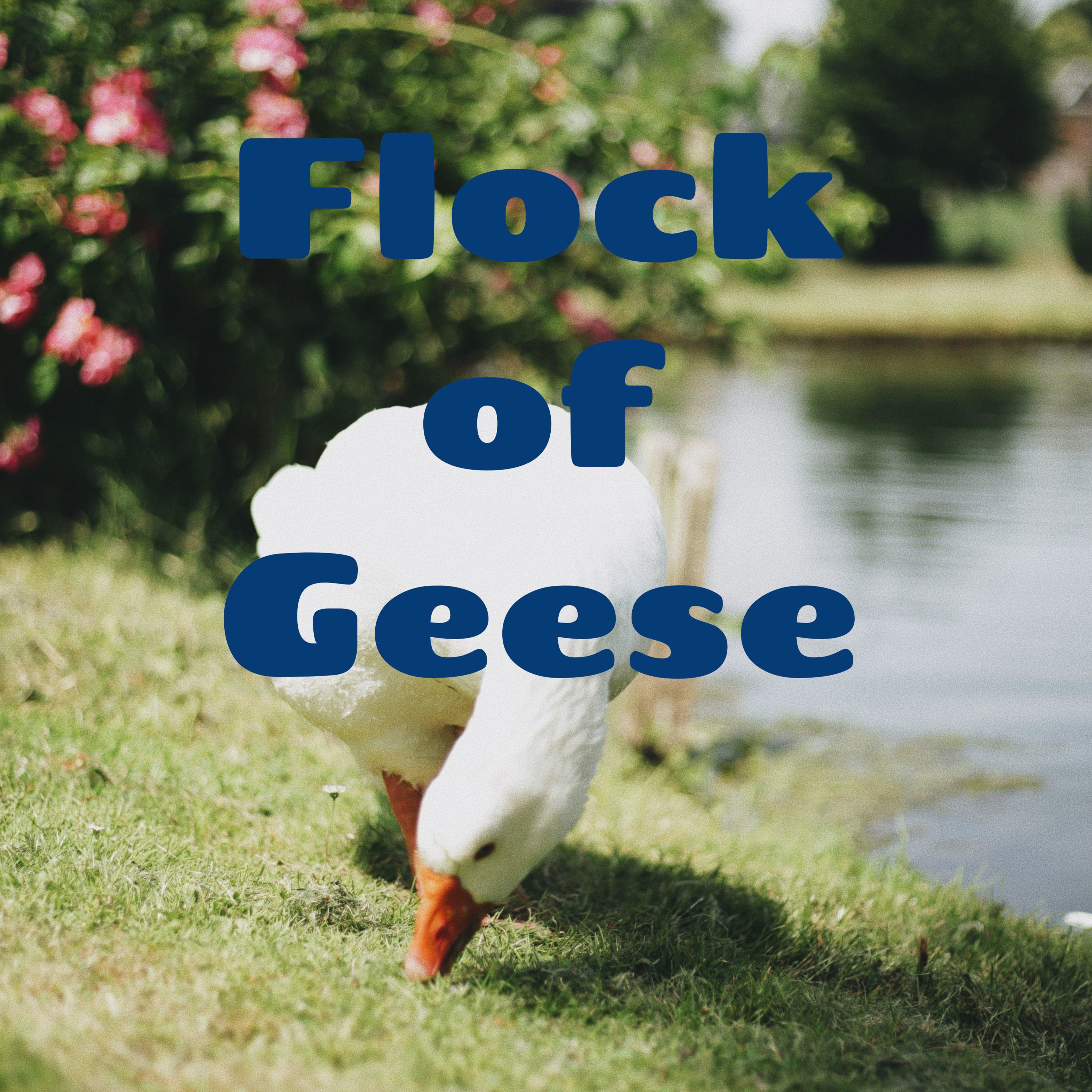 Flock of Geese