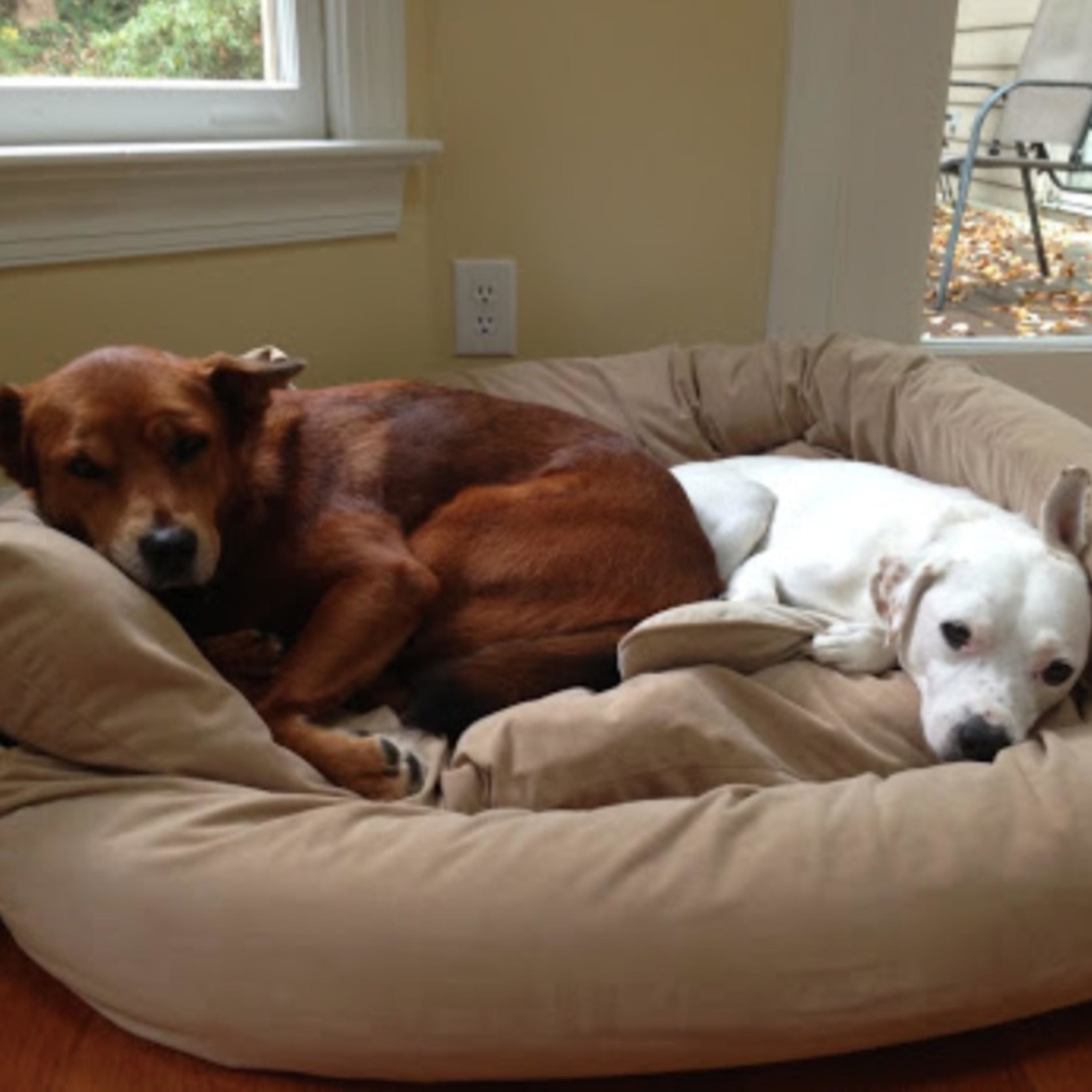 G. Mazzeo af Gabriella