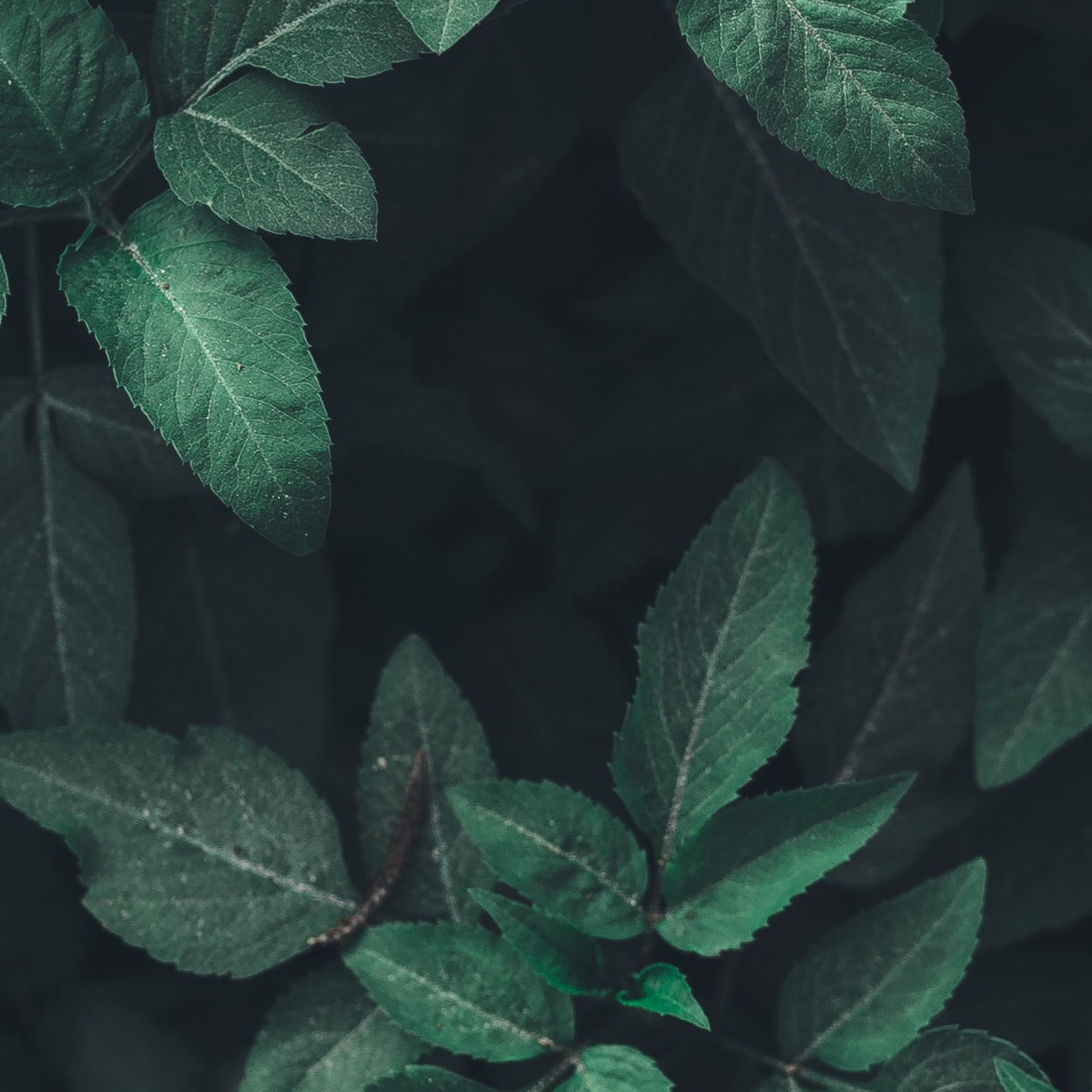 Setetes Kopi cover art