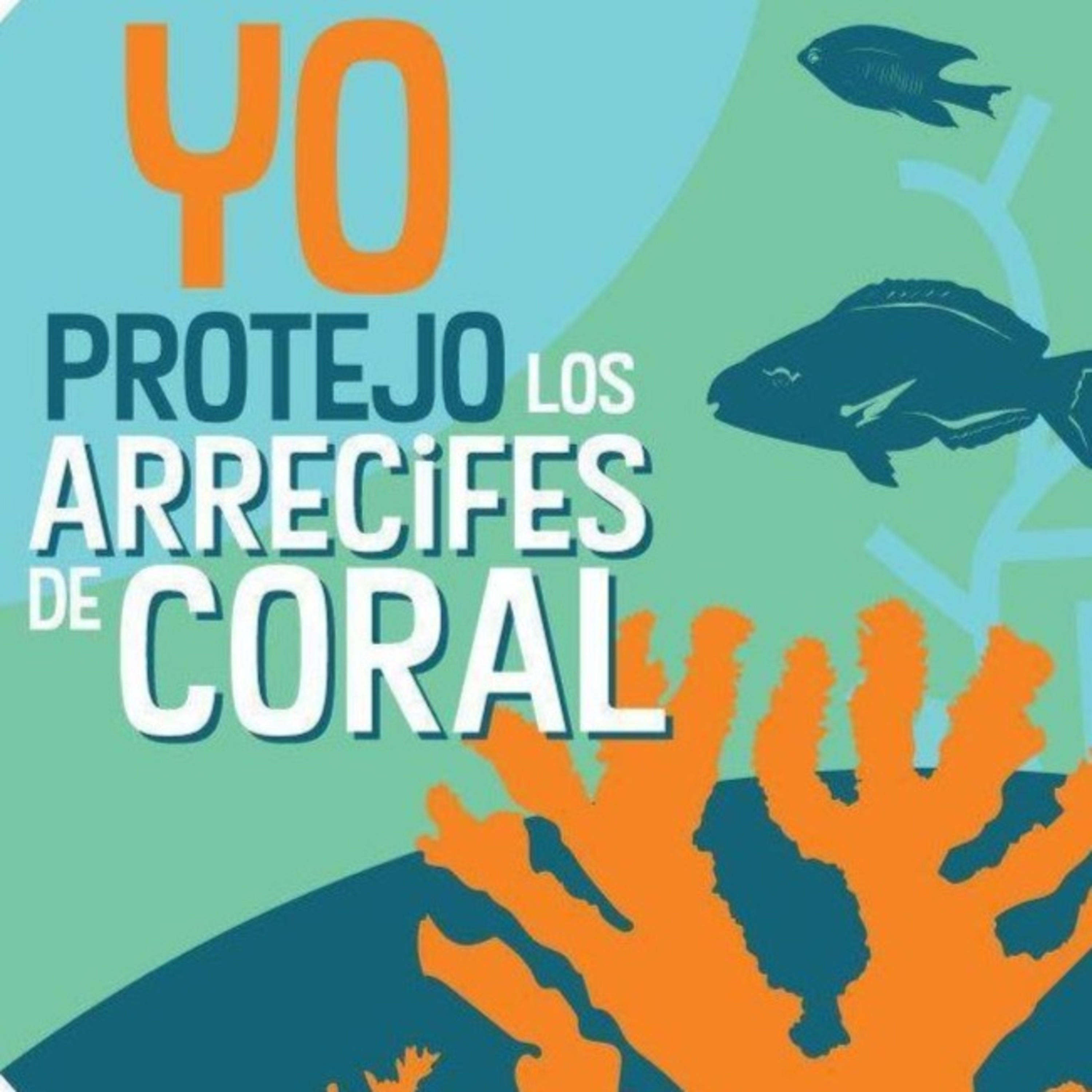 Lo Que Hay en los Corales del Este de Puerto Rico