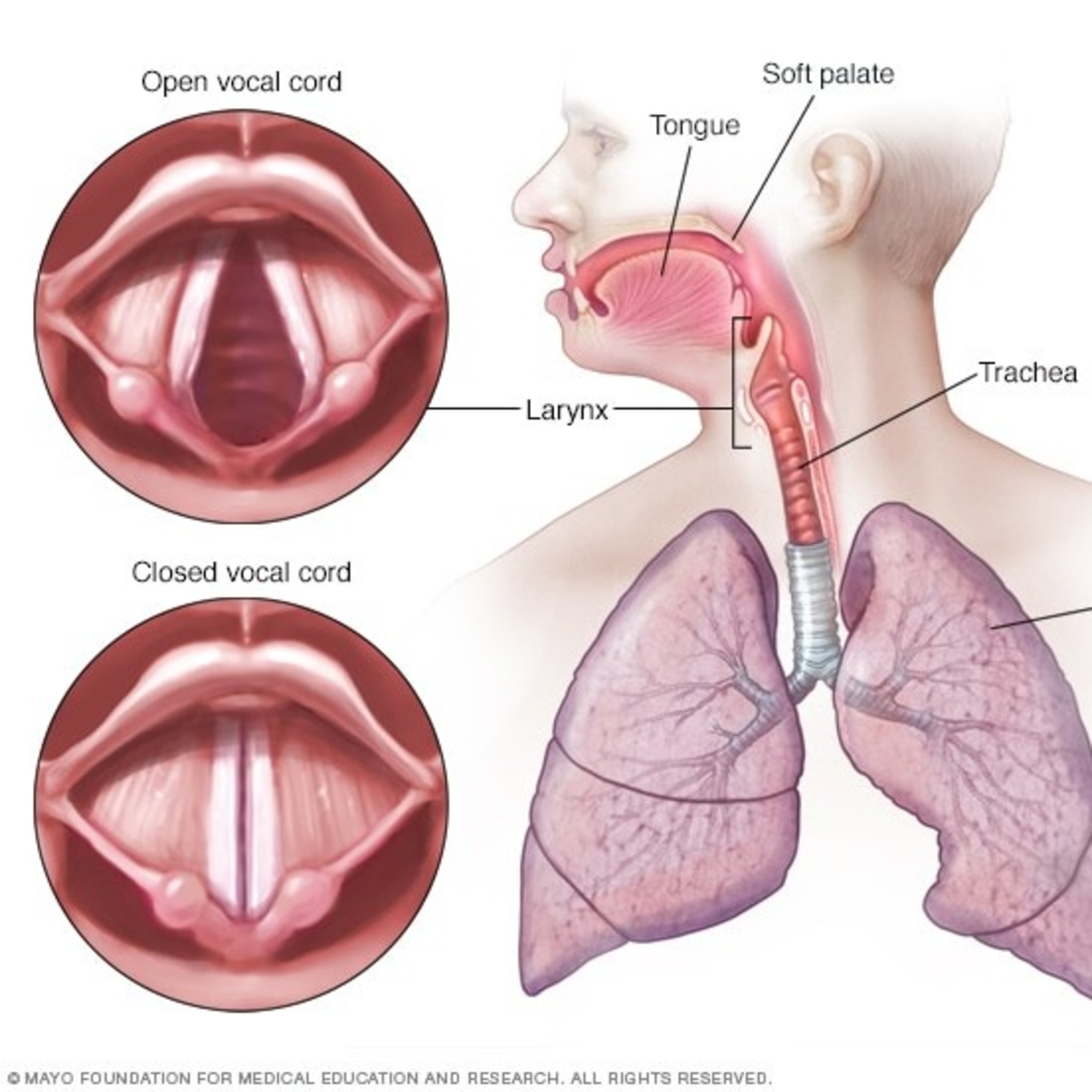 CALVICIE: CAUSAS ALONSO ALMODÓVAR