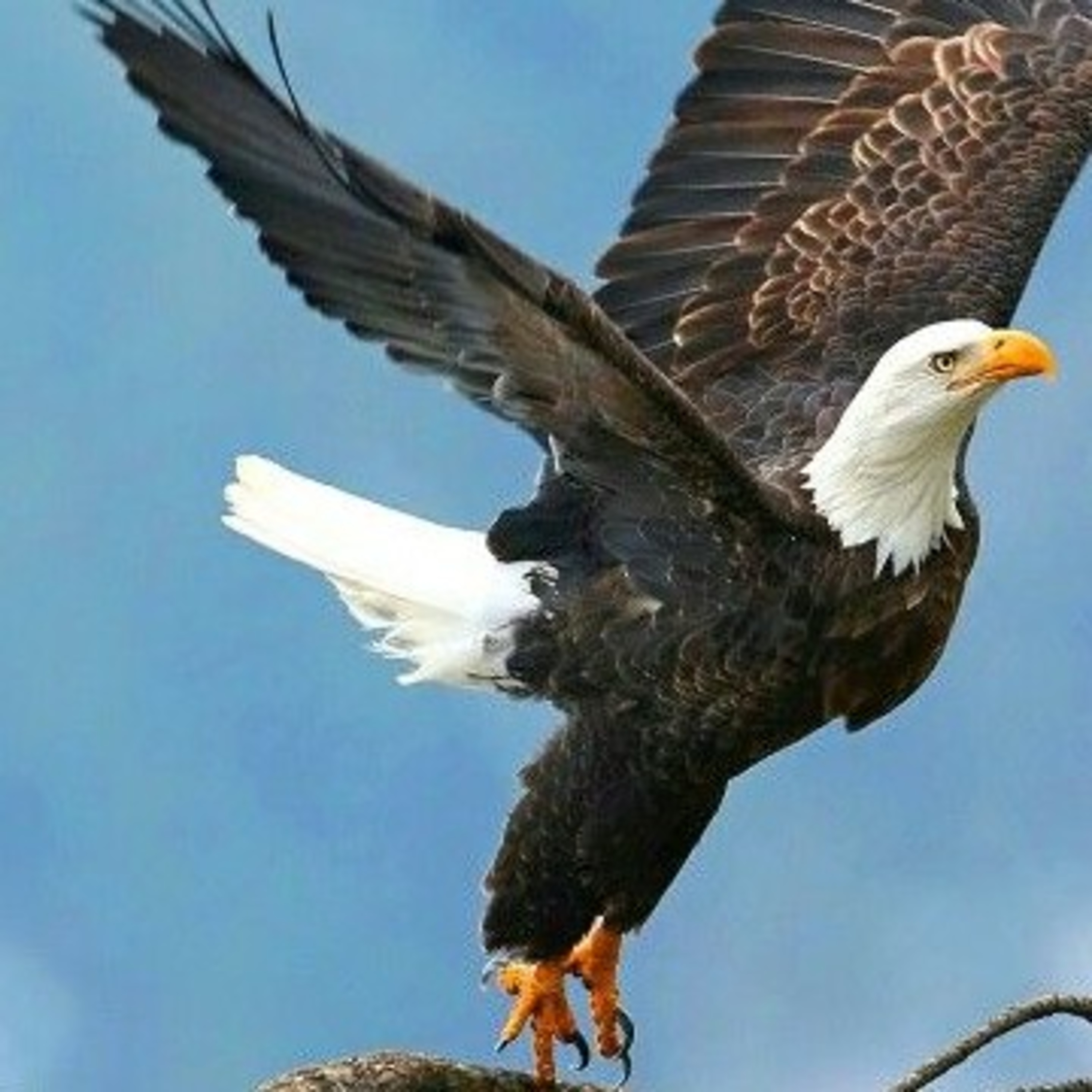 Reflexiones Con El Aguila