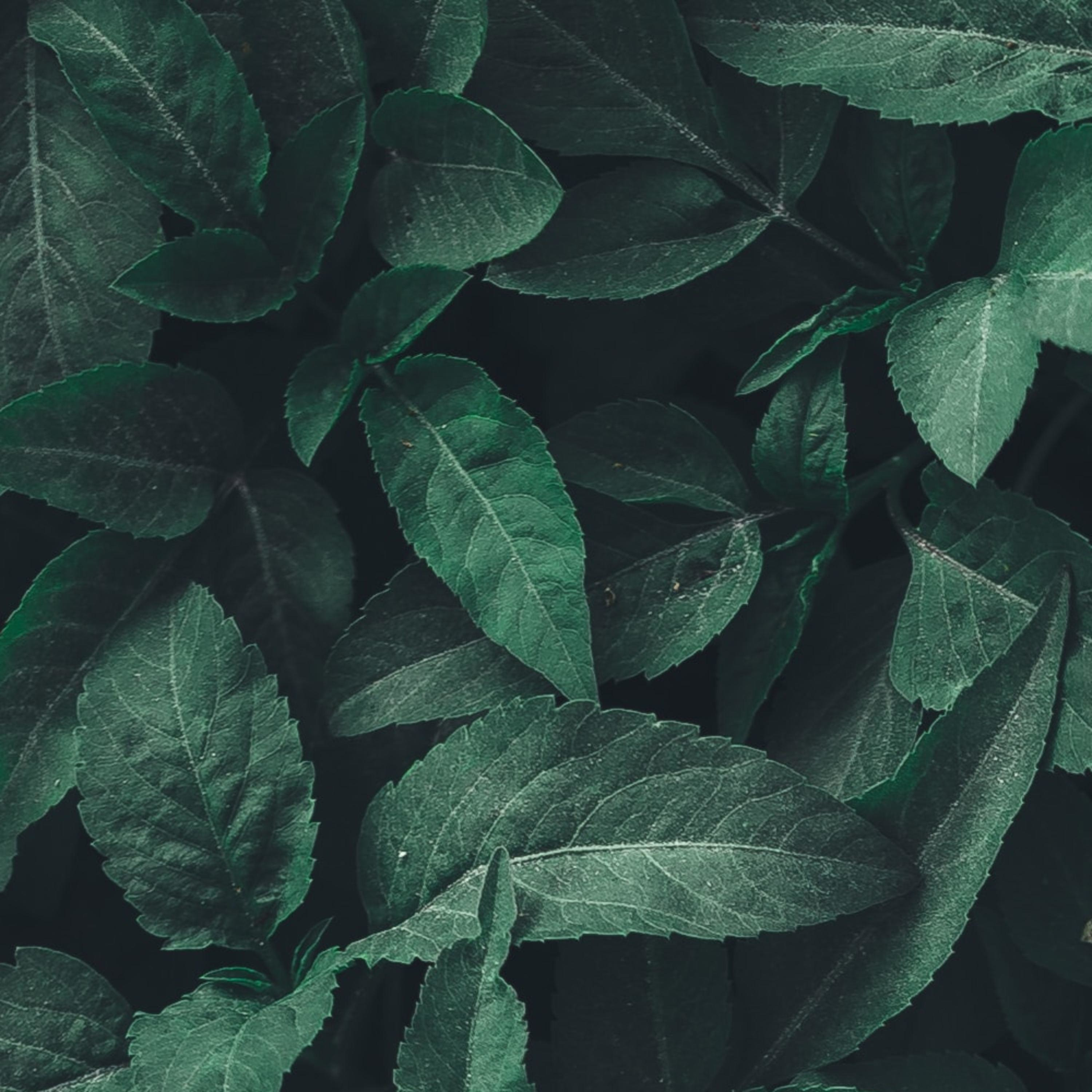 Experimentación Animal