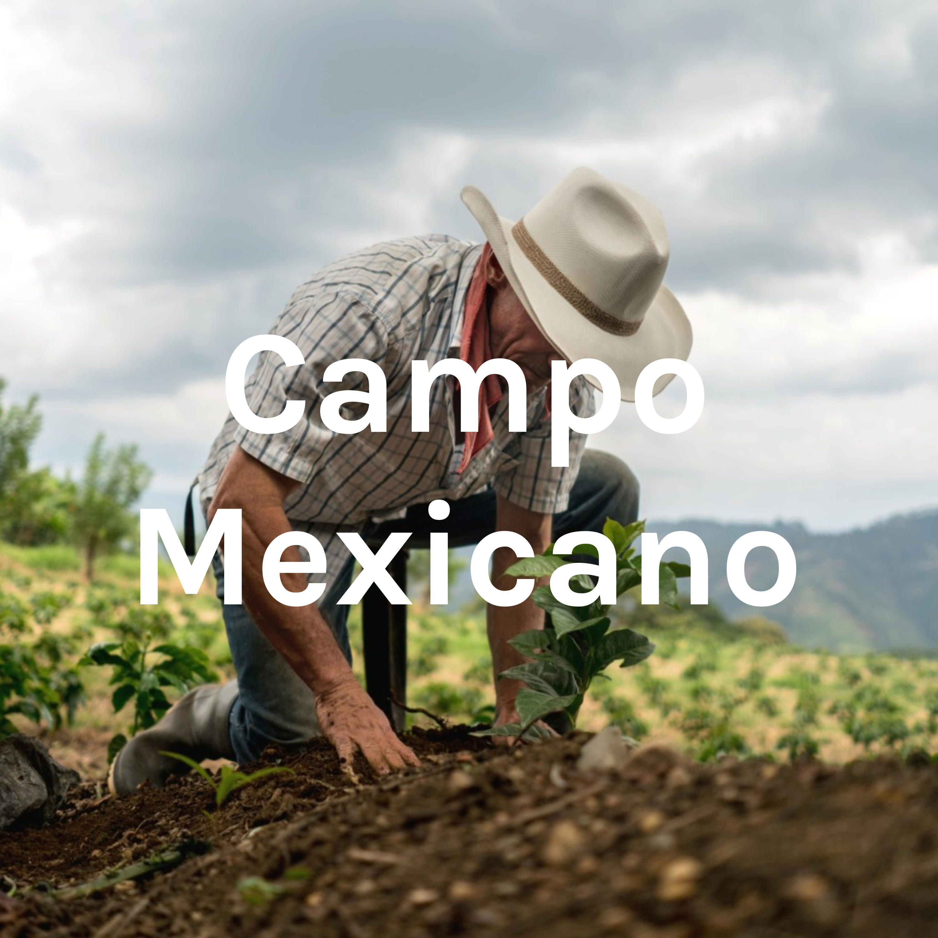 Campo Mexicano